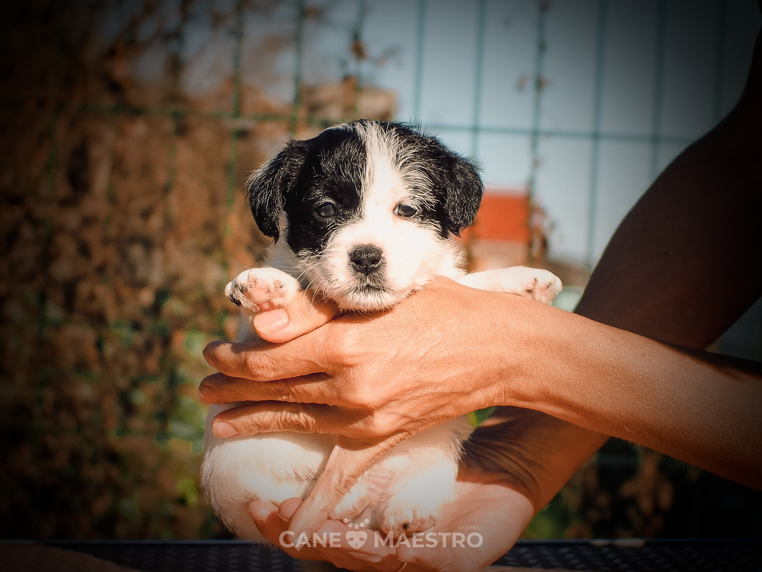 КОБ_Z_2_BLACK_27_08_2025. CANE MAESTRO — kennel Jack Russell Terrier