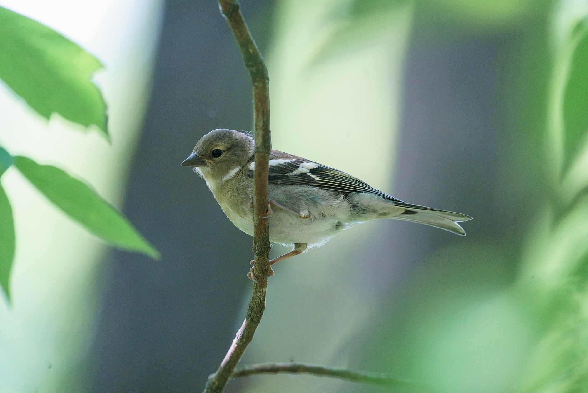 Удивительные мир птиц. Вокруг нас столько прекрасного — присмотритесь!. Ваш личный фотограф Марина Волкова