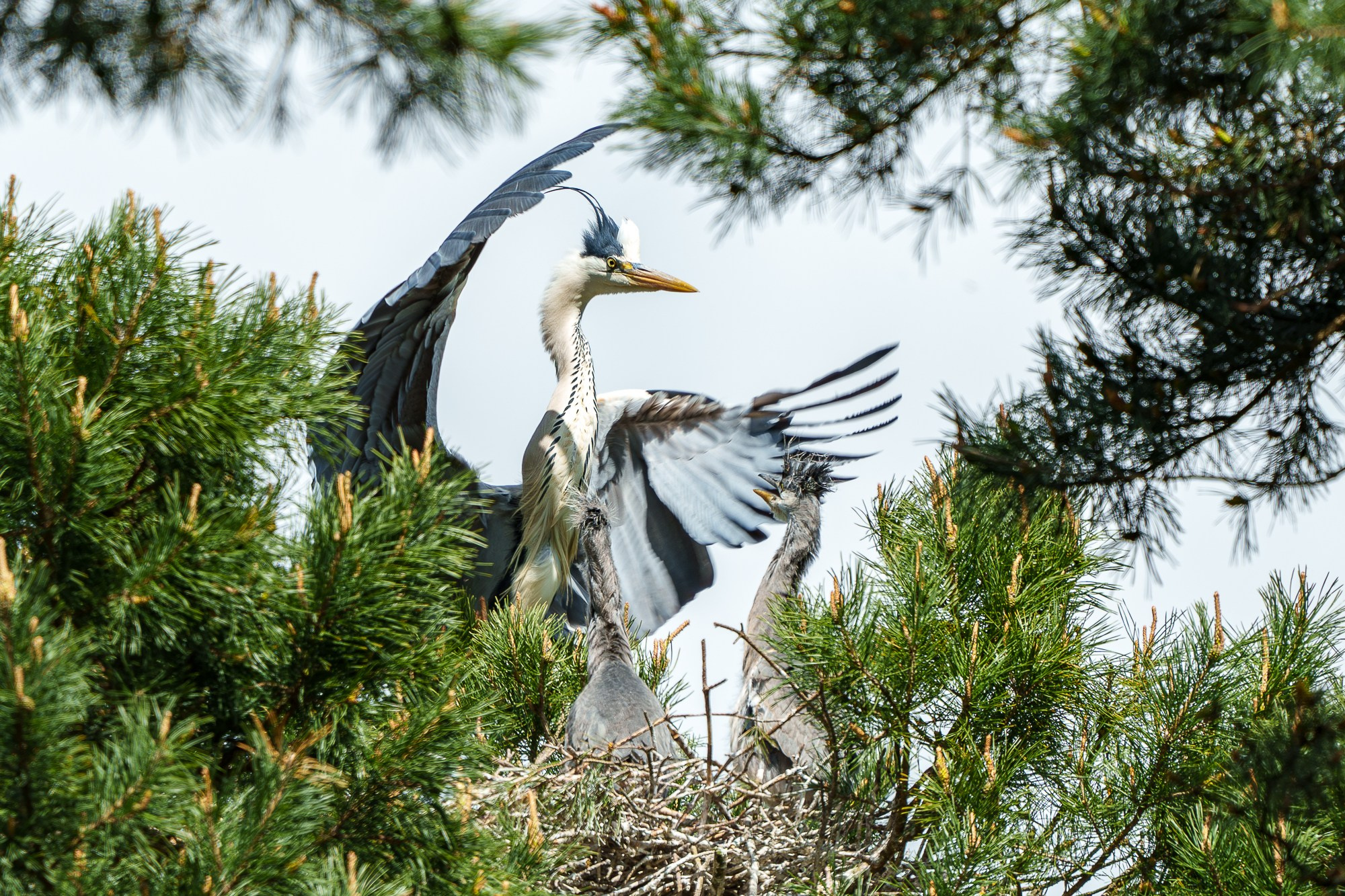Удивительные мир птиц. Вокруг нас столько прекрасного — присмотритесь!. Ваш личный фотограф Марина Волкова