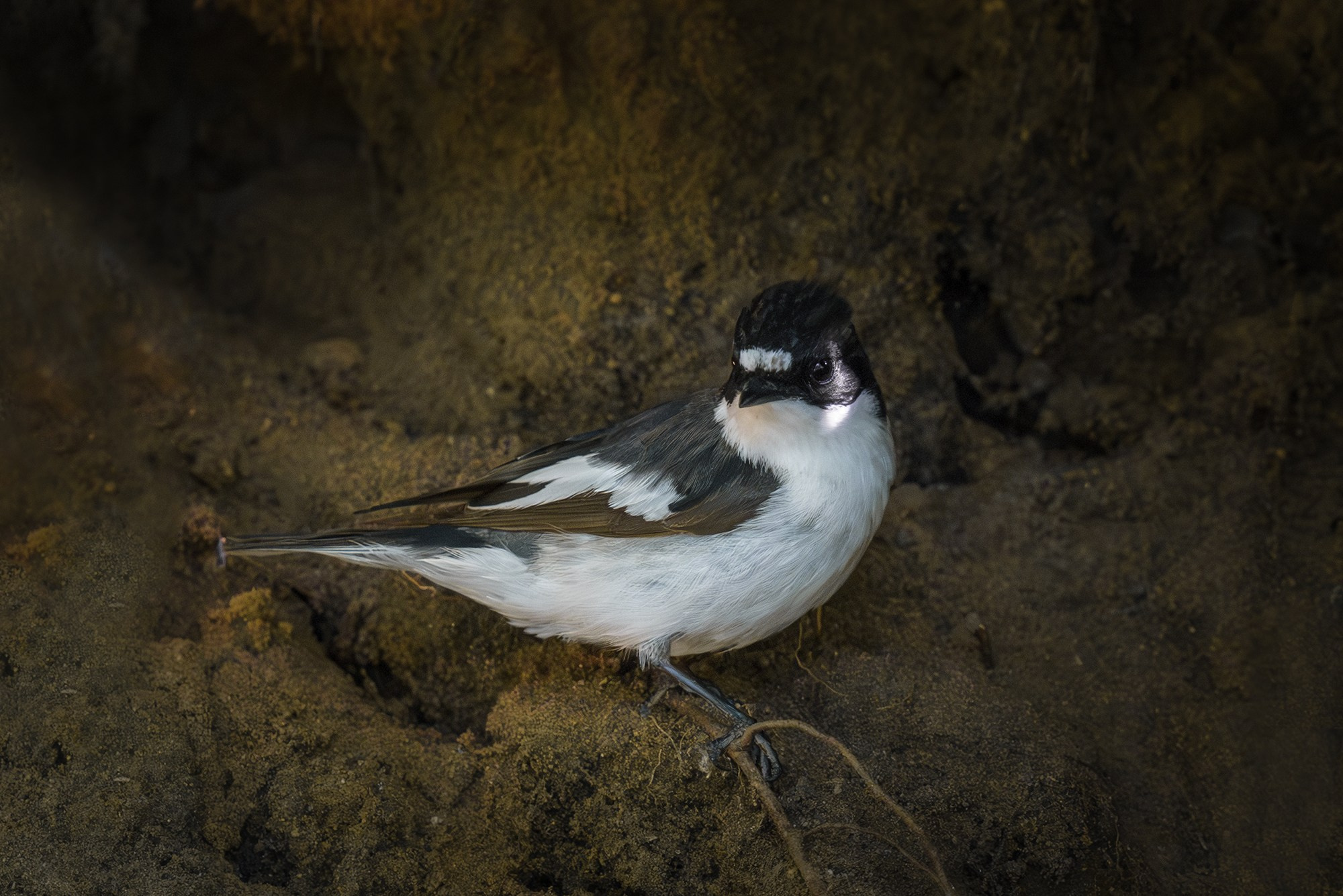 Удивительные мир птиц. Вокруг нас столько прекрасного — присмотритесь!. Ваш личный фотограф Марина Волкова