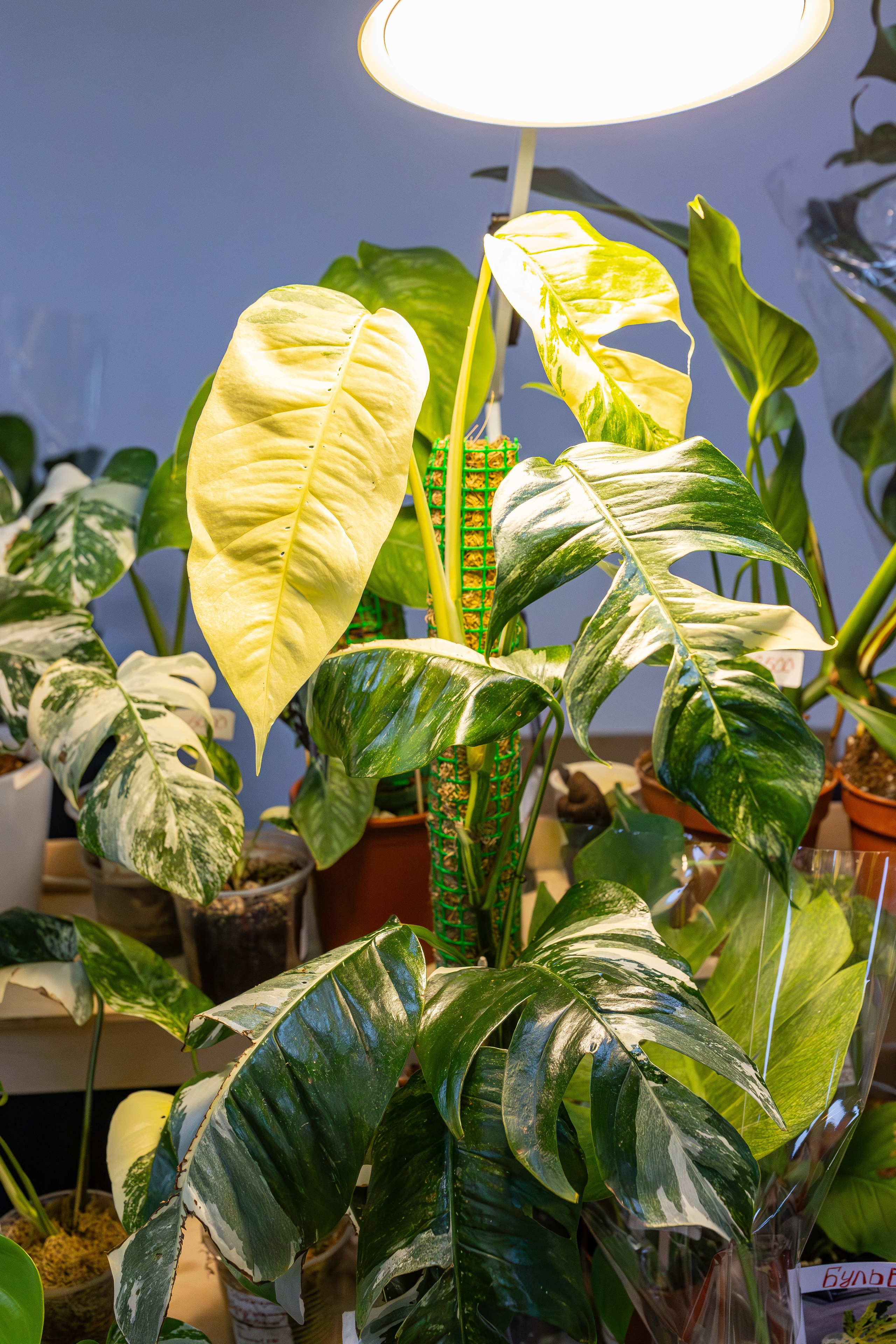 Монстериум апрель 2026. Александра Куликова фотограф, Москва