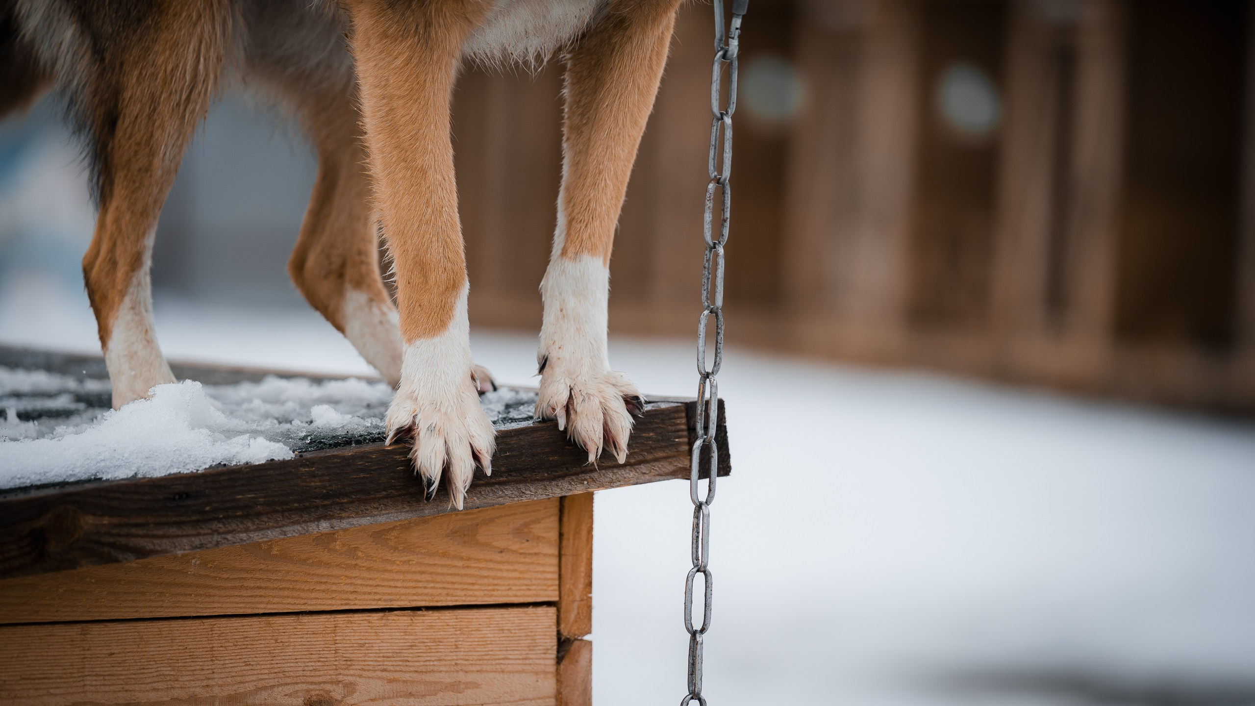 Улыбка собаки — спасение и пристройство бездомных собак