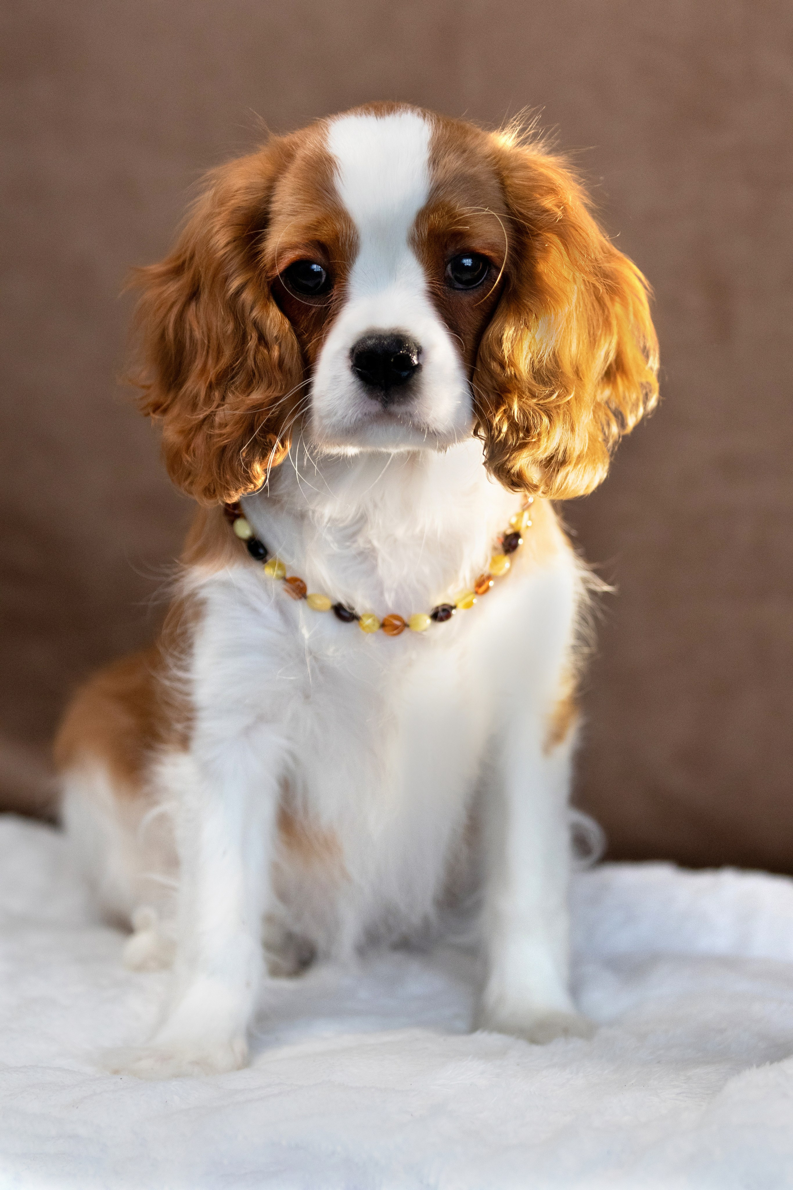 Щенки. Фотограф — анималист в Москве и области Ольга Петракова