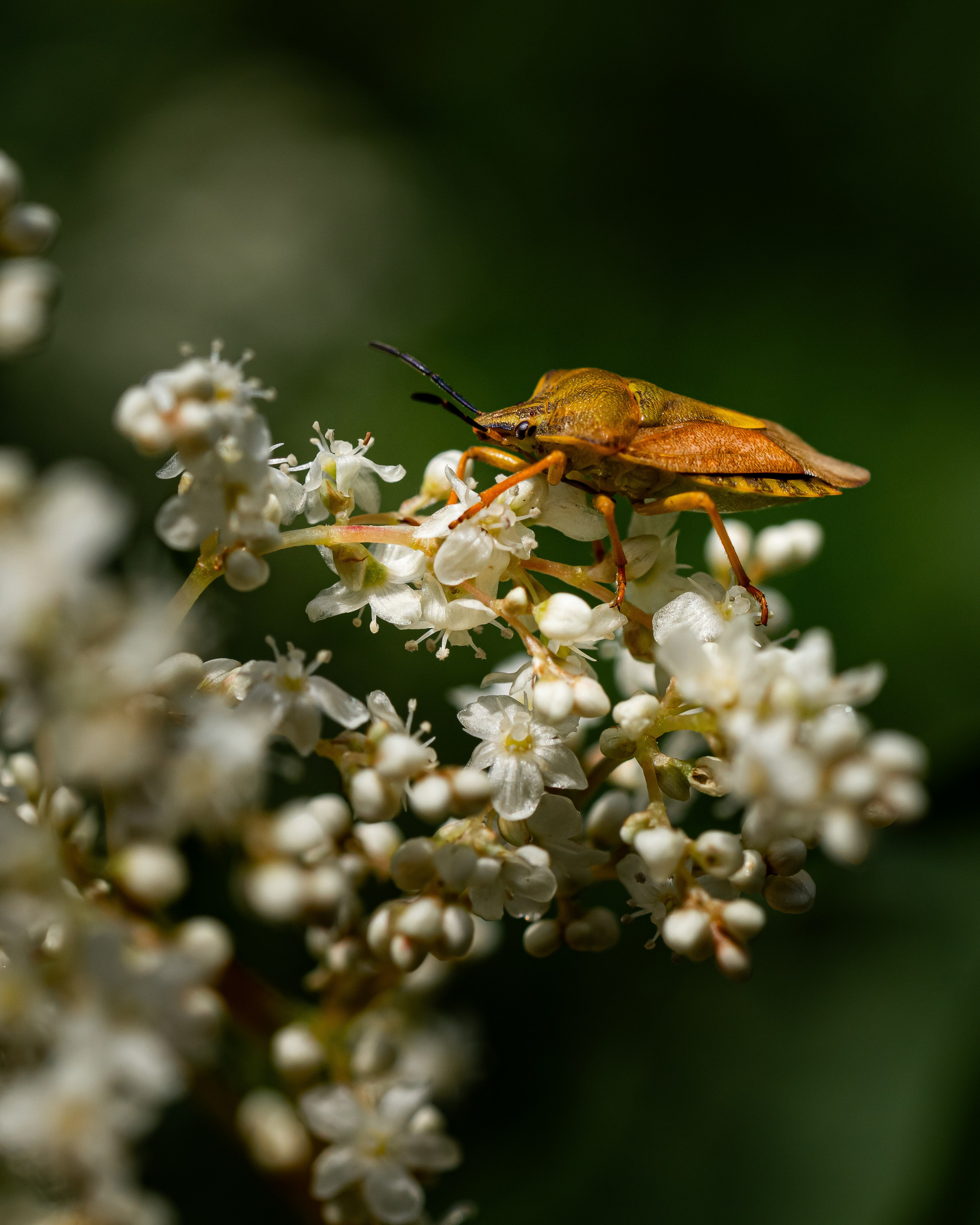 МАКРО. Фотограф в Алматы Артемий Матюнин