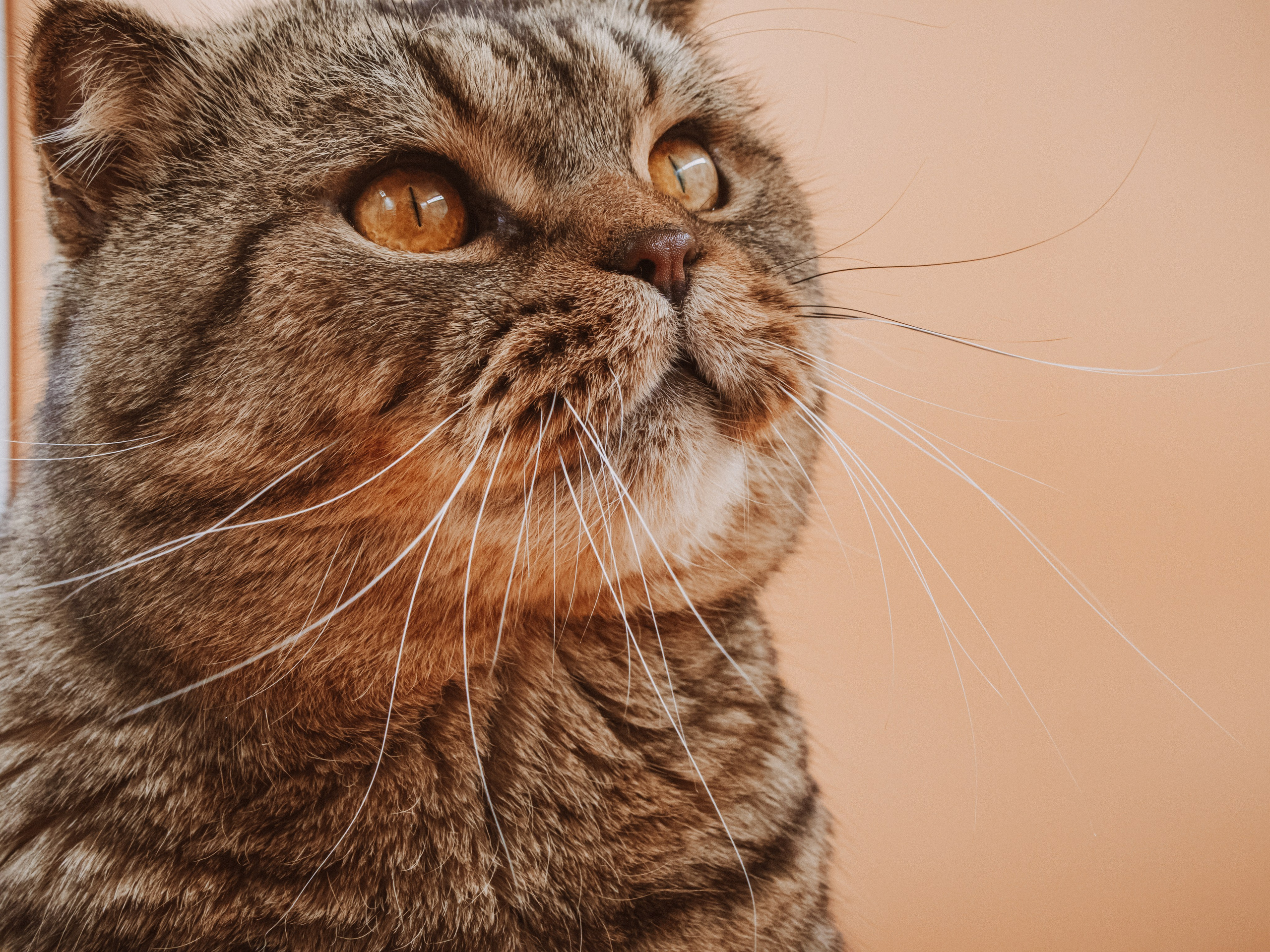 Съемка ЖИВОТНЫХ. VSolo — ваш EVENT фотограф