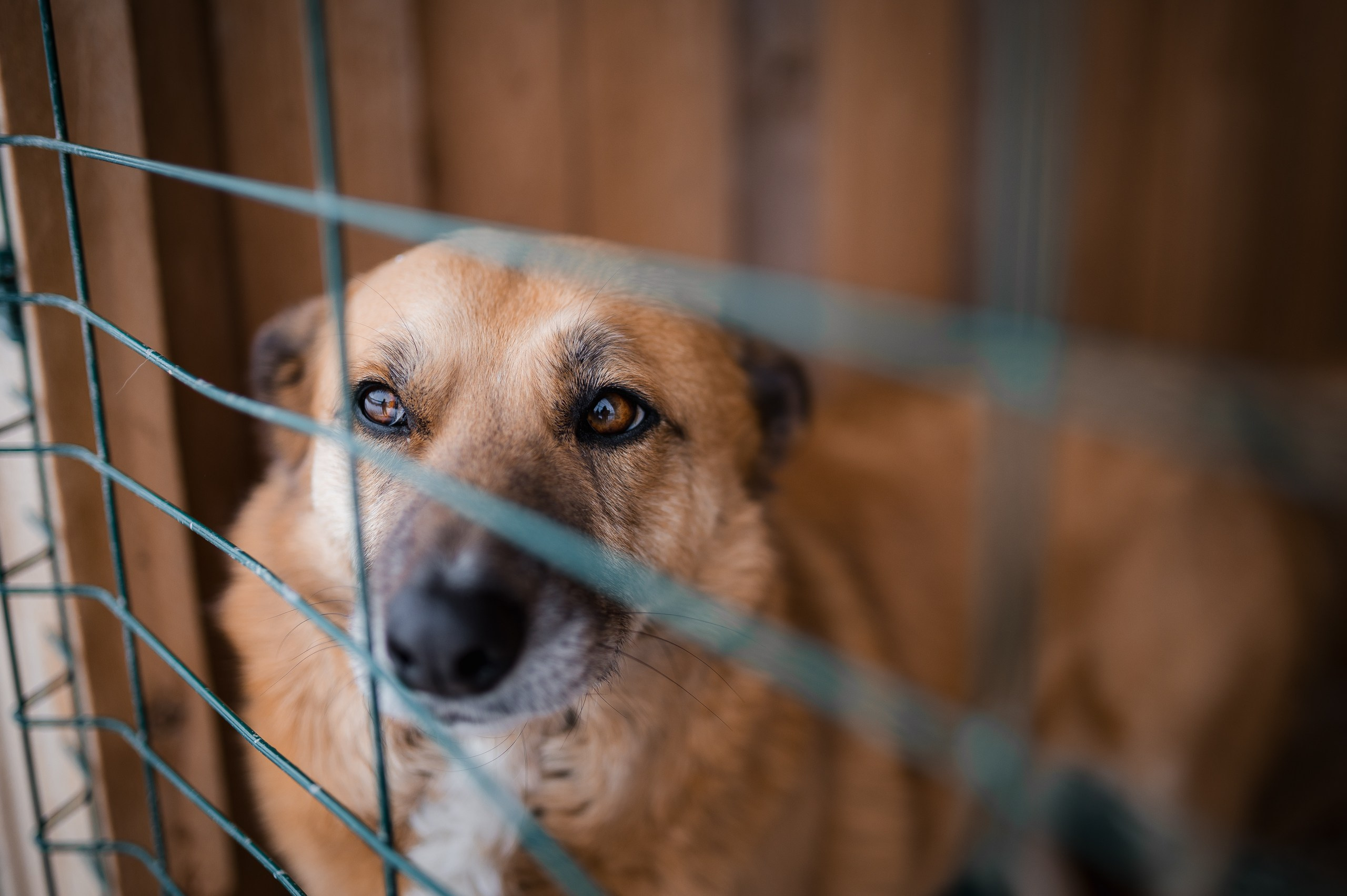 Эльза. Улыбка собаки — спасение и пристройство бездомных собак