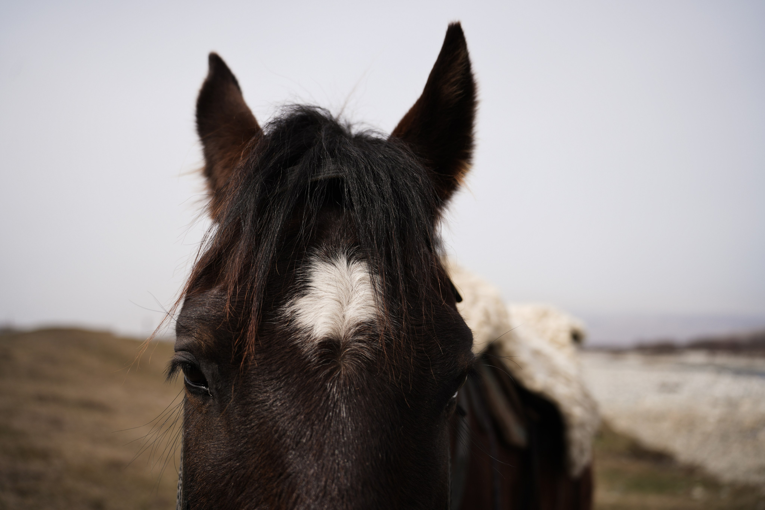 Кавказ. Анна Жукова — Режиссёр кино и цирка, сценарист, фотограф