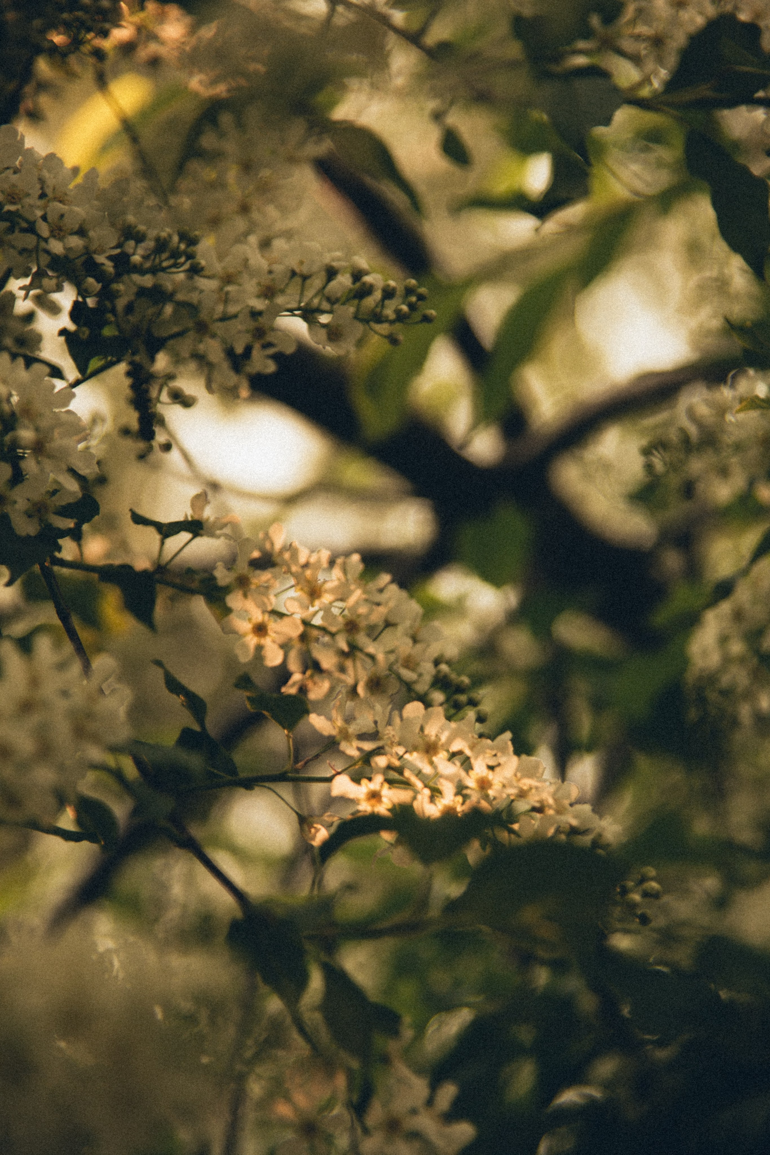 Природа. Darinishna Фэнтези-фотограф Хабаровск