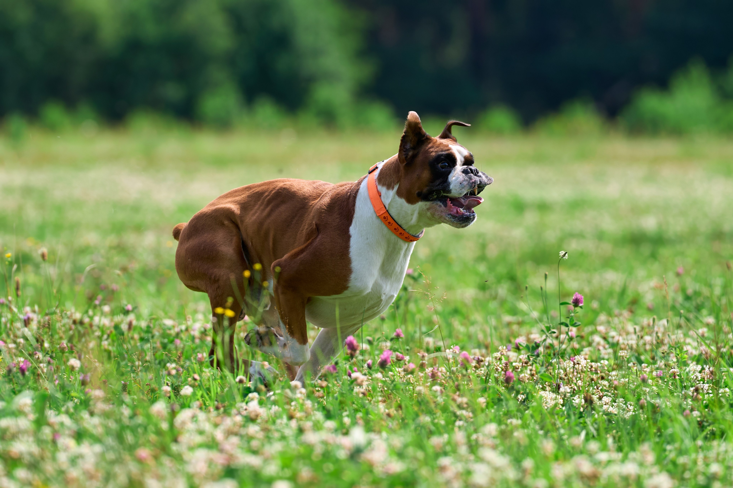 Тренировка по курсингу в Донино. Фотограф-анималист Михаил Манухин