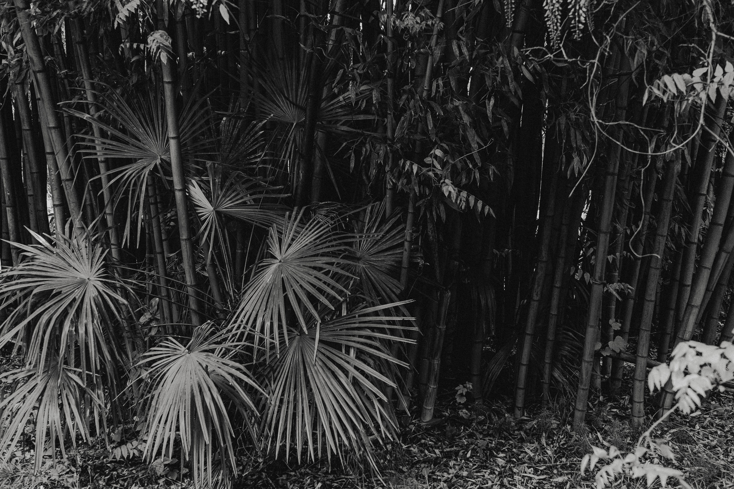 Сочи и Абхазия. Денис Марков — фотограф в Екатеринбурге