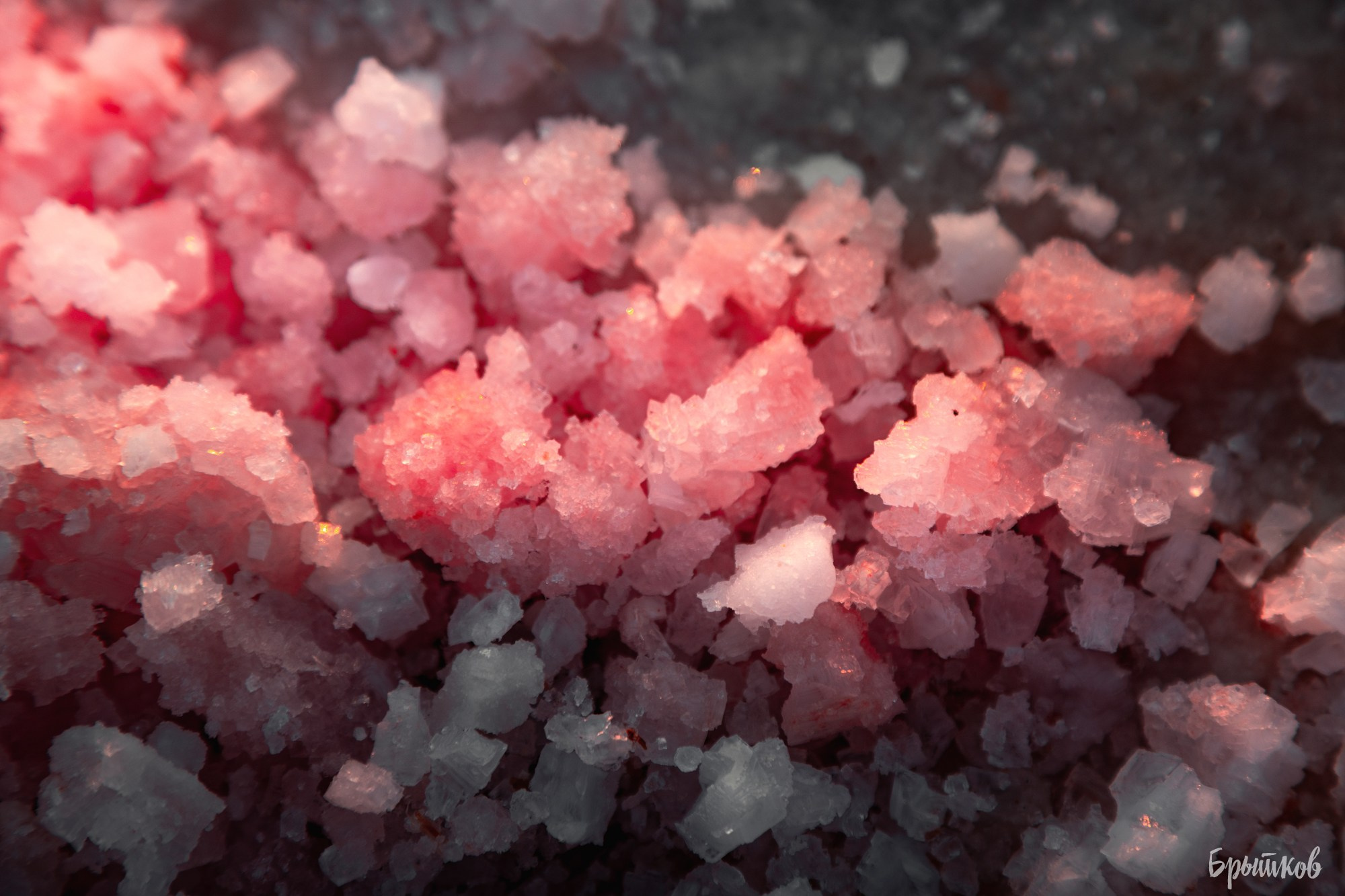 Оз. Сасык-Сиваш. Николай Брытков — фотограф в Туле