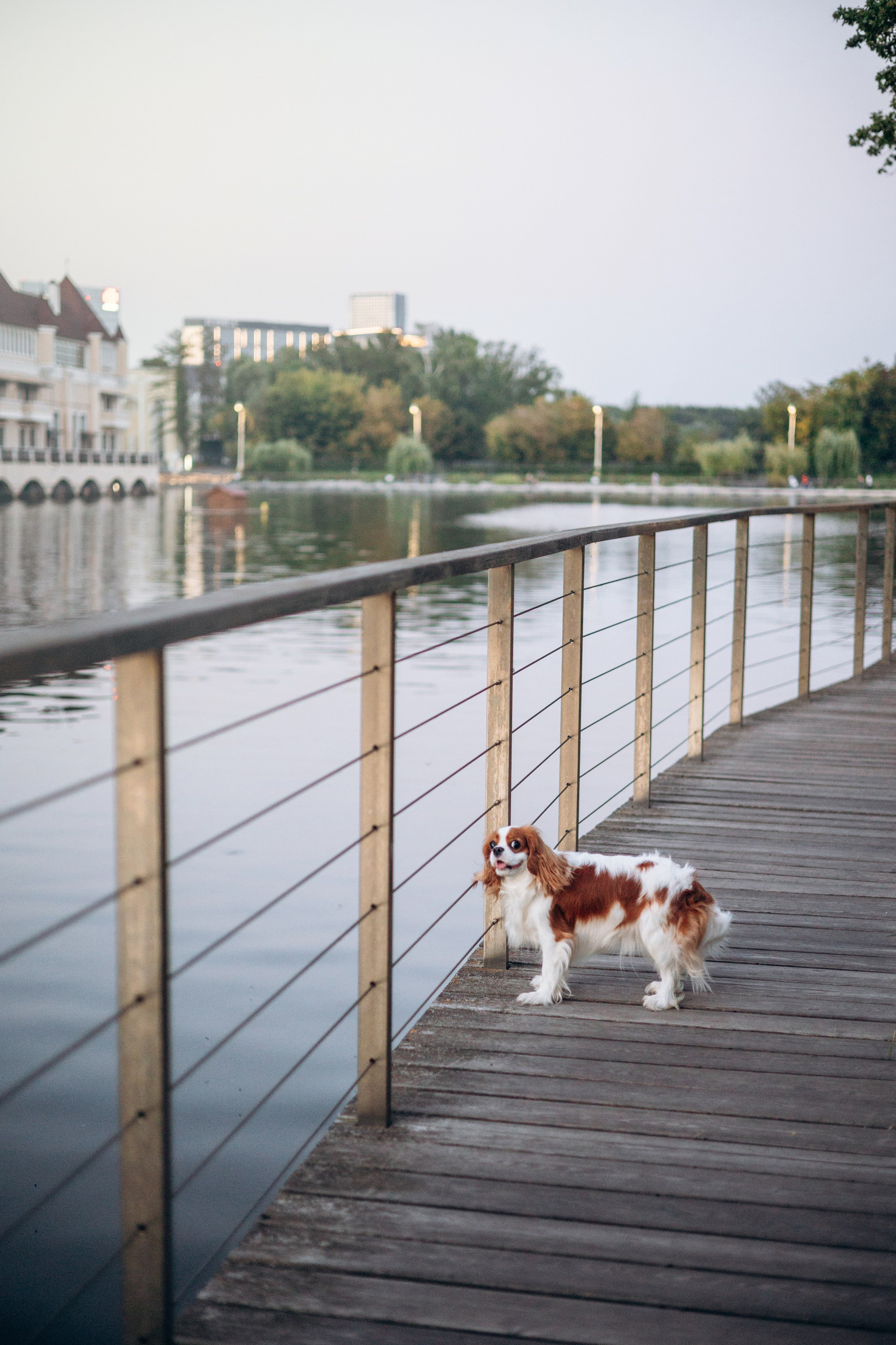 Юлия и Мия. Фотограф — Анималист | Санкт-Петербург
