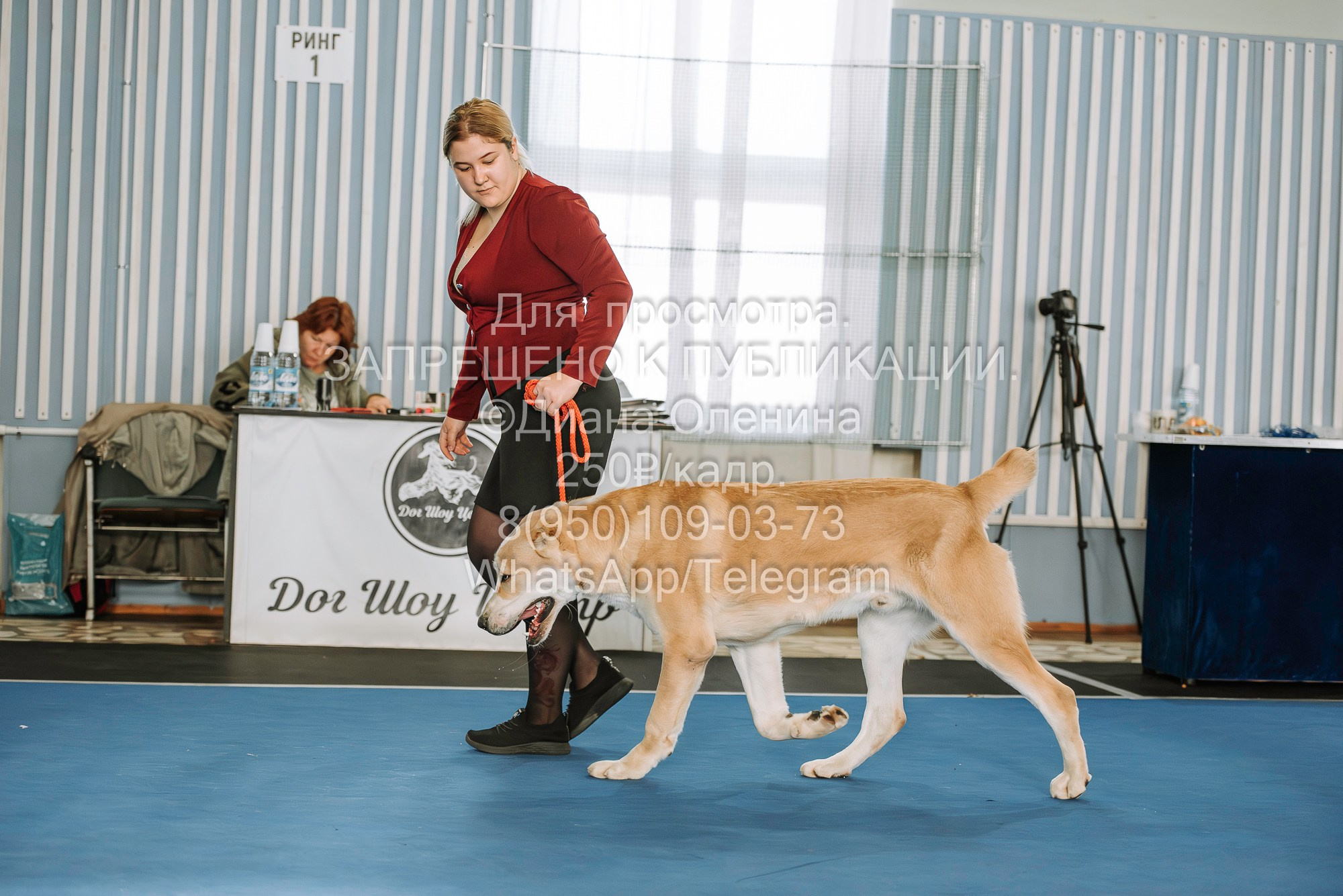 Выставка собак Красноярск 29.10.2023. Фотограф Диана Оленина Красноярск / Братск