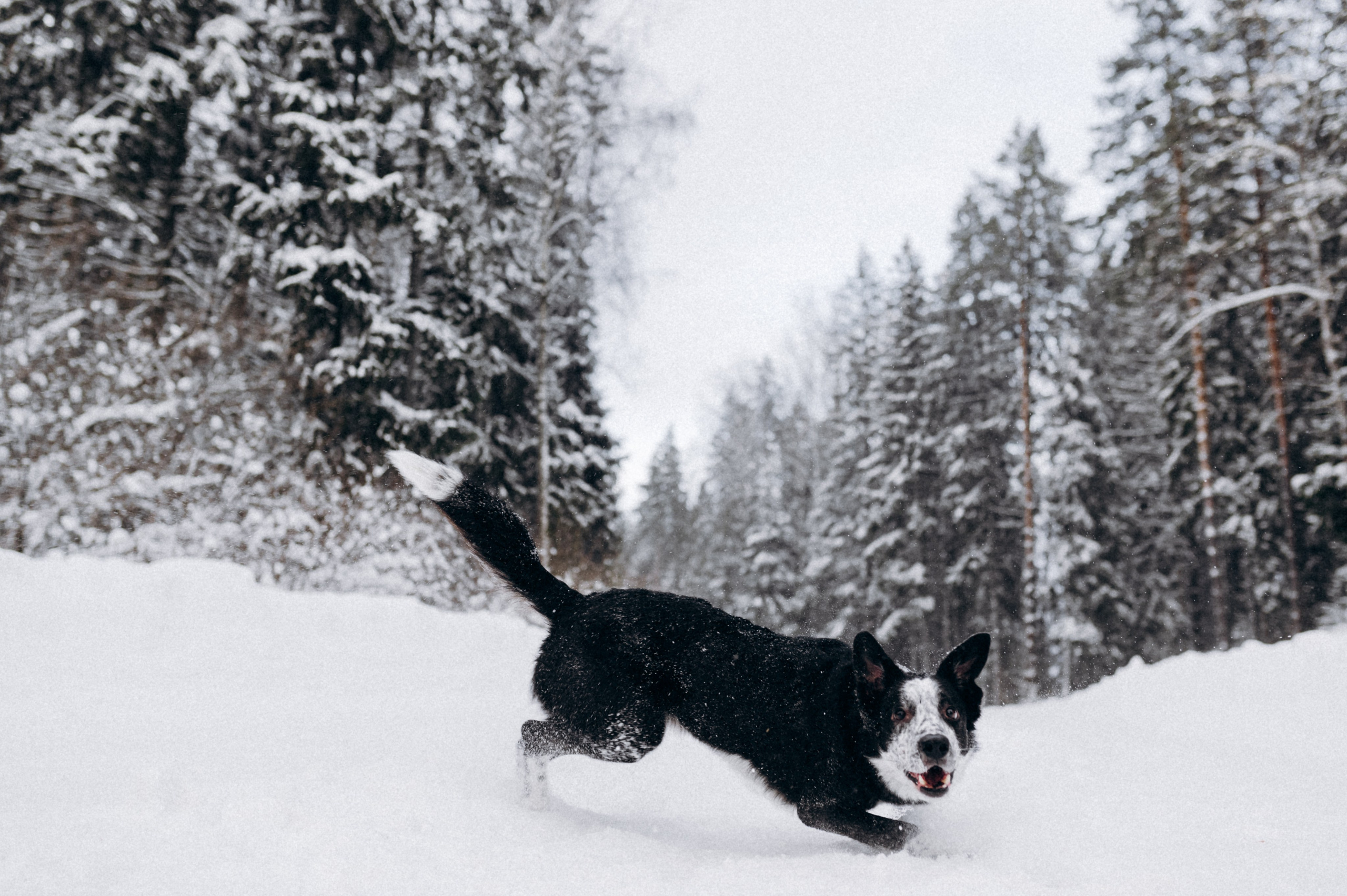 Аня и Милан. Фотограф анималист в Москве Ольга Агушева