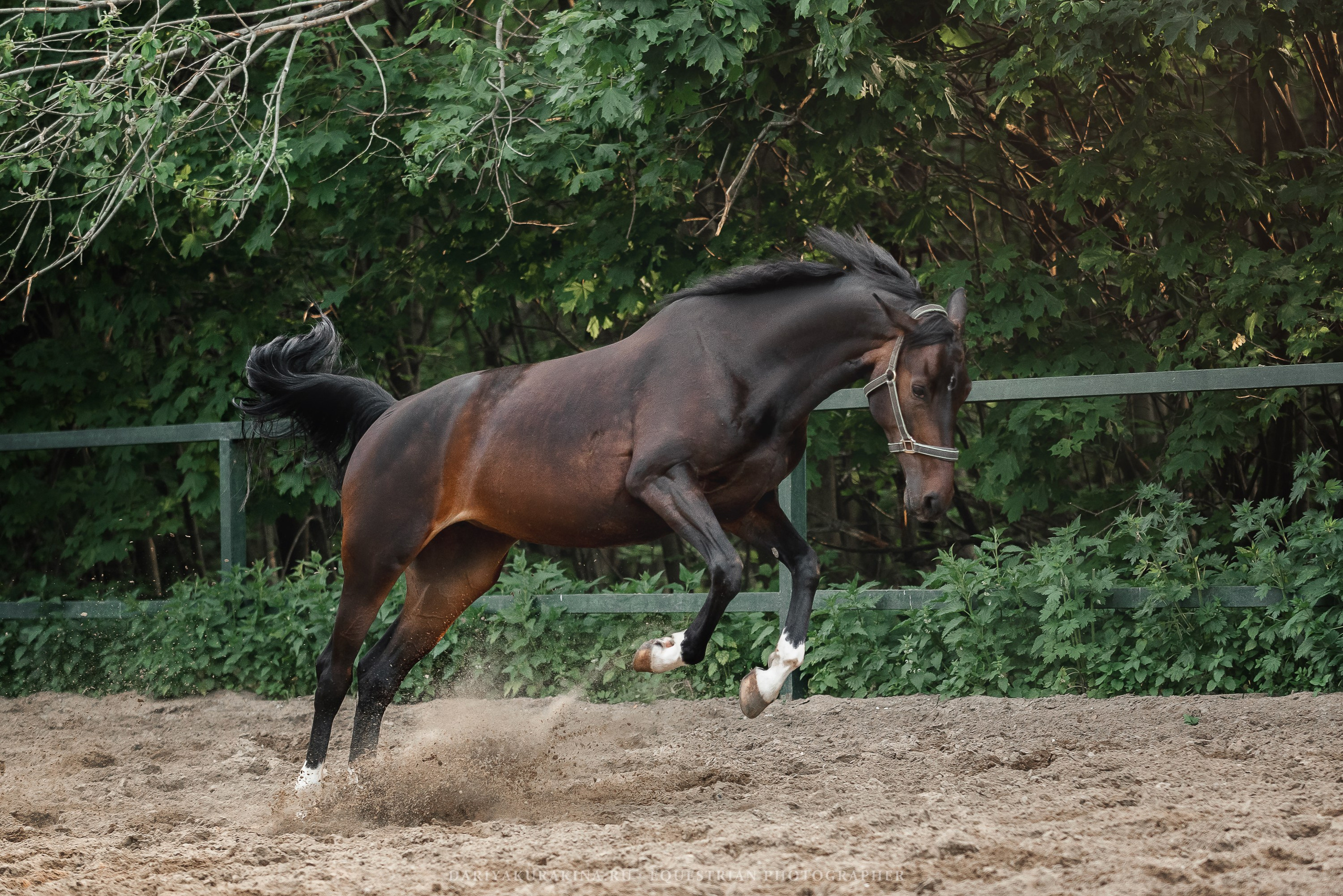 КСПХ «ЮНА», Зелёновое. Конный фотограф Куракина Дарья • Фотосессии с лошадьми