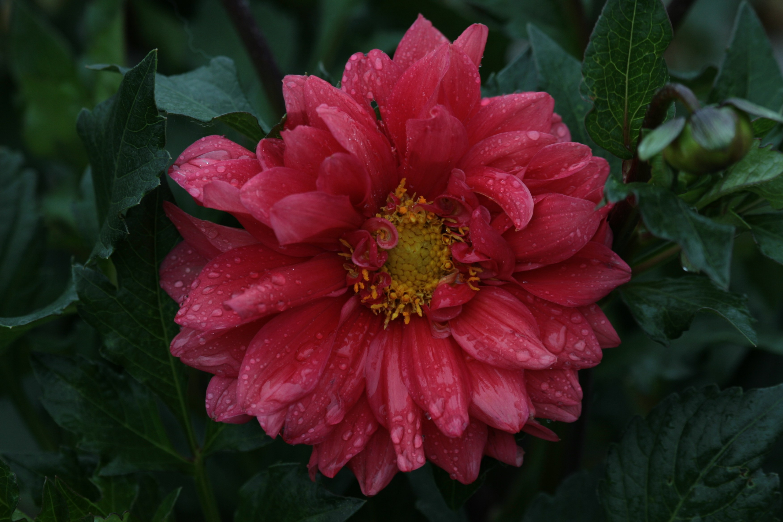 Фото Цветов. Студия Максима Белослюдцева