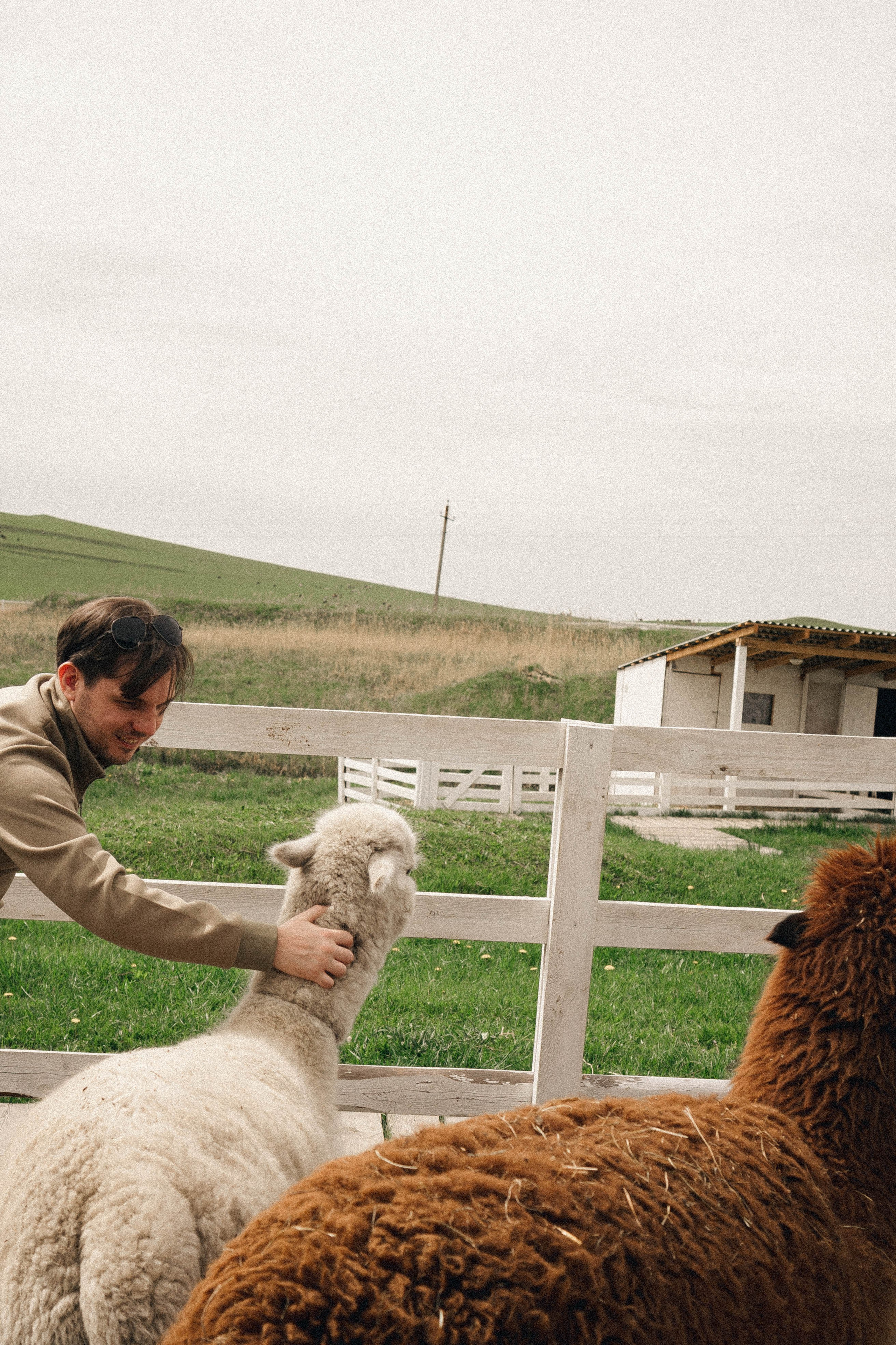 Ферма Альпак. Профессиональный фотограф, Санкт-Петербург — Виктория Богомолова