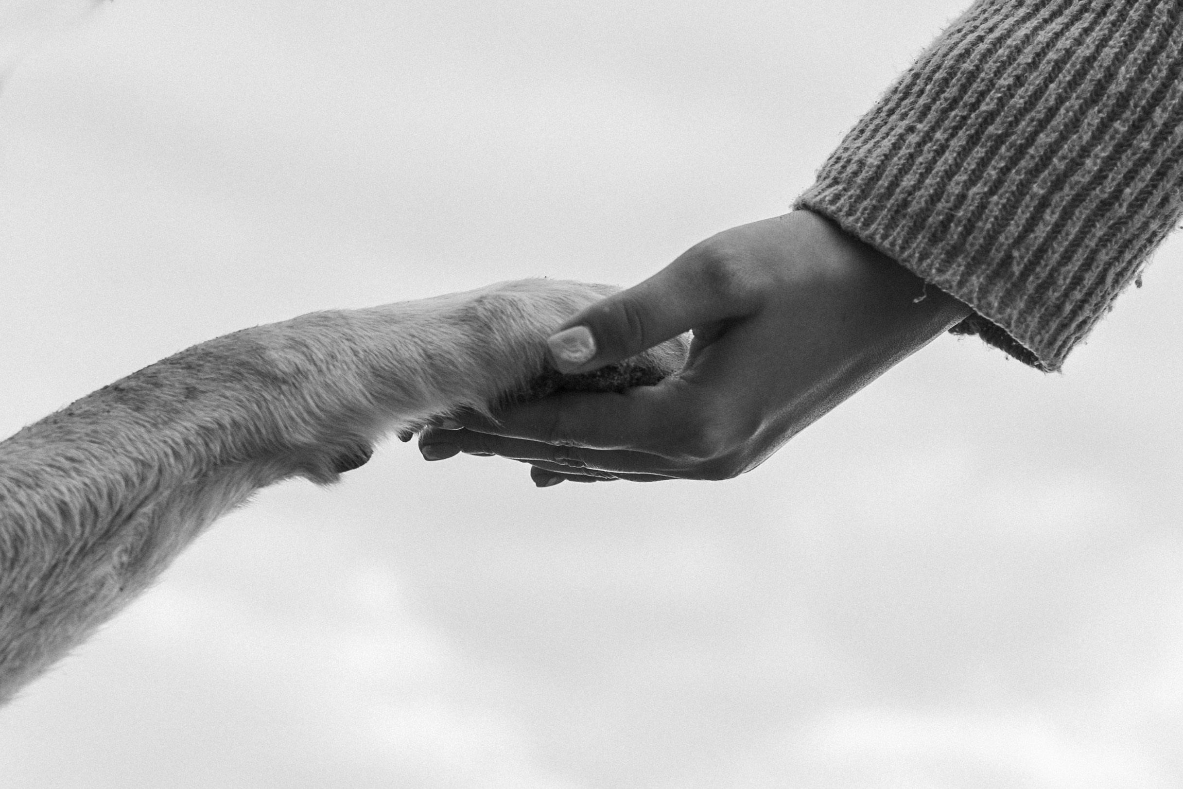 Наташа и Шани. Фотограф — Анималист | Санкт-Петербург