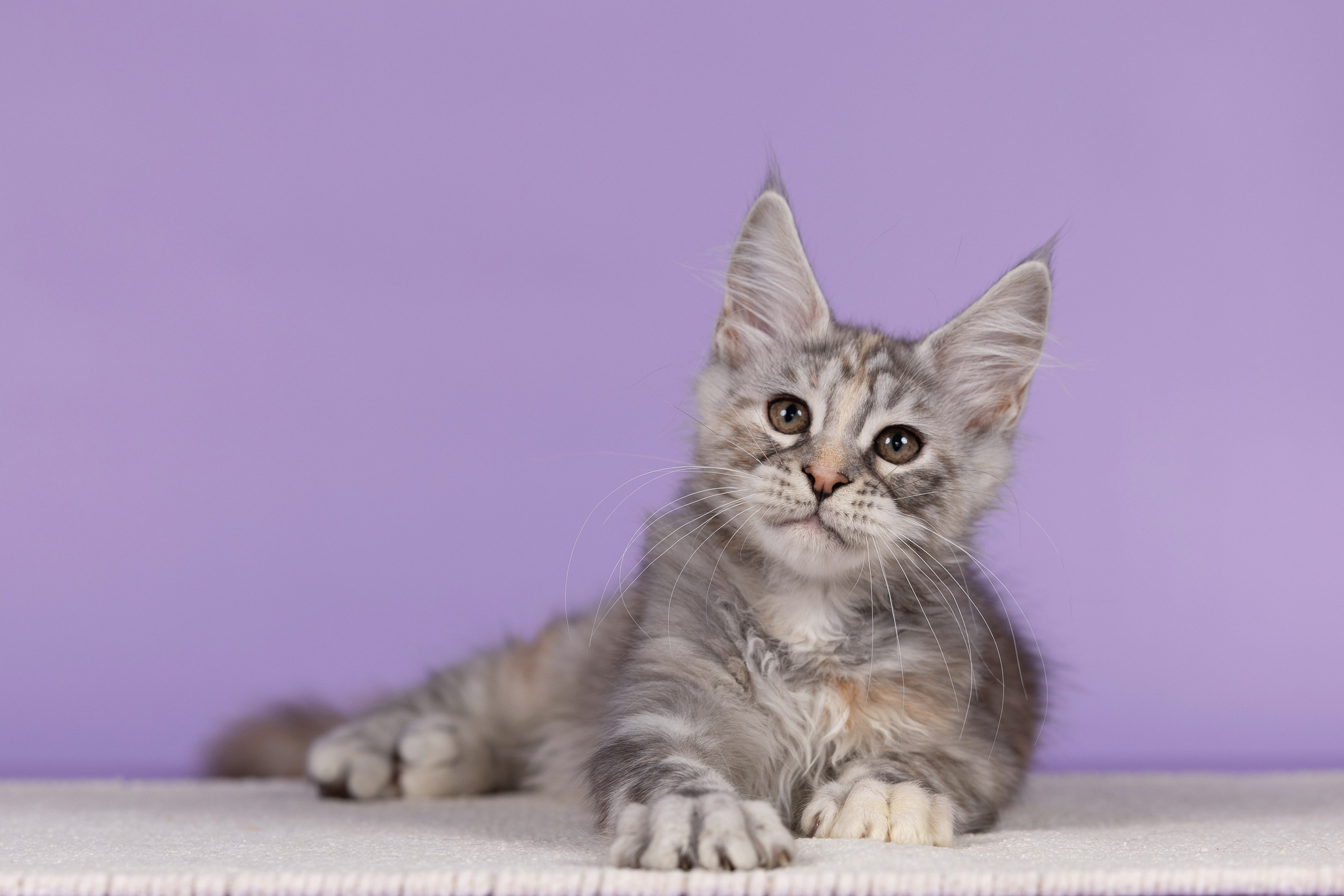 Котята в домашней студии. Фотограф анималист в Казани Алина Сулейманова. Фотограф животных