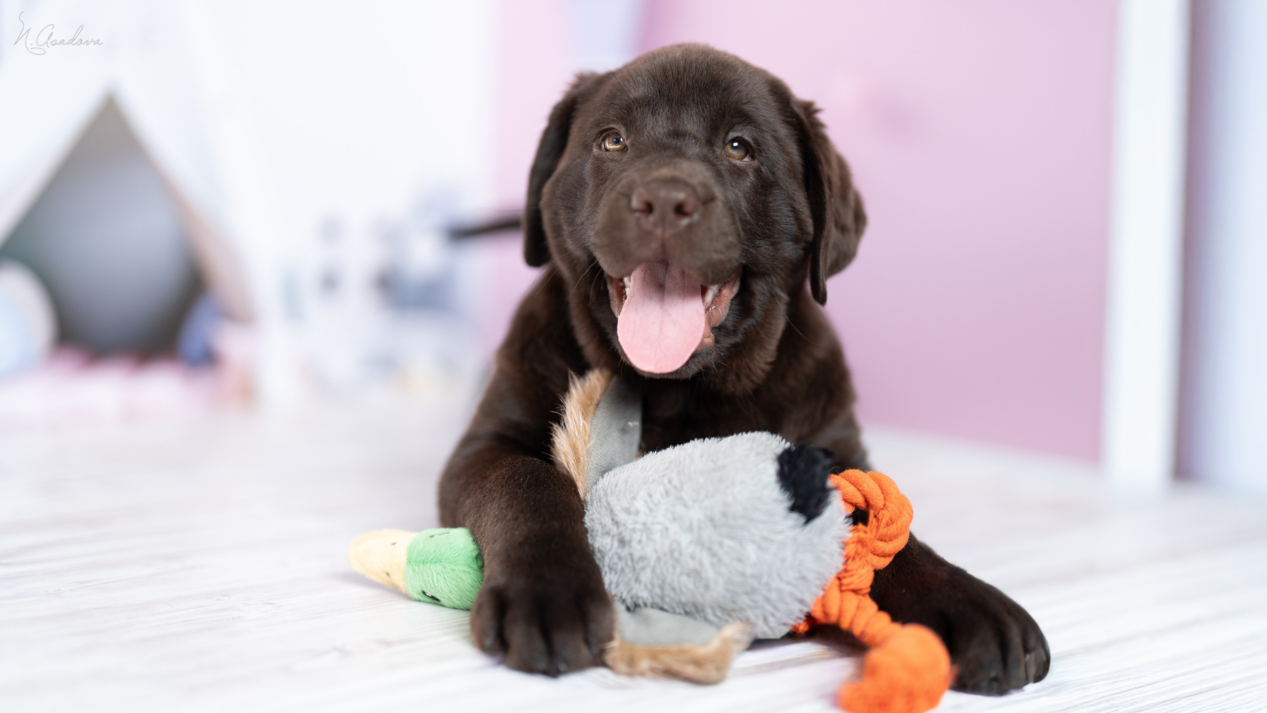 Лабрадор Тейла 2мес. Фотограф-анималист Асадова