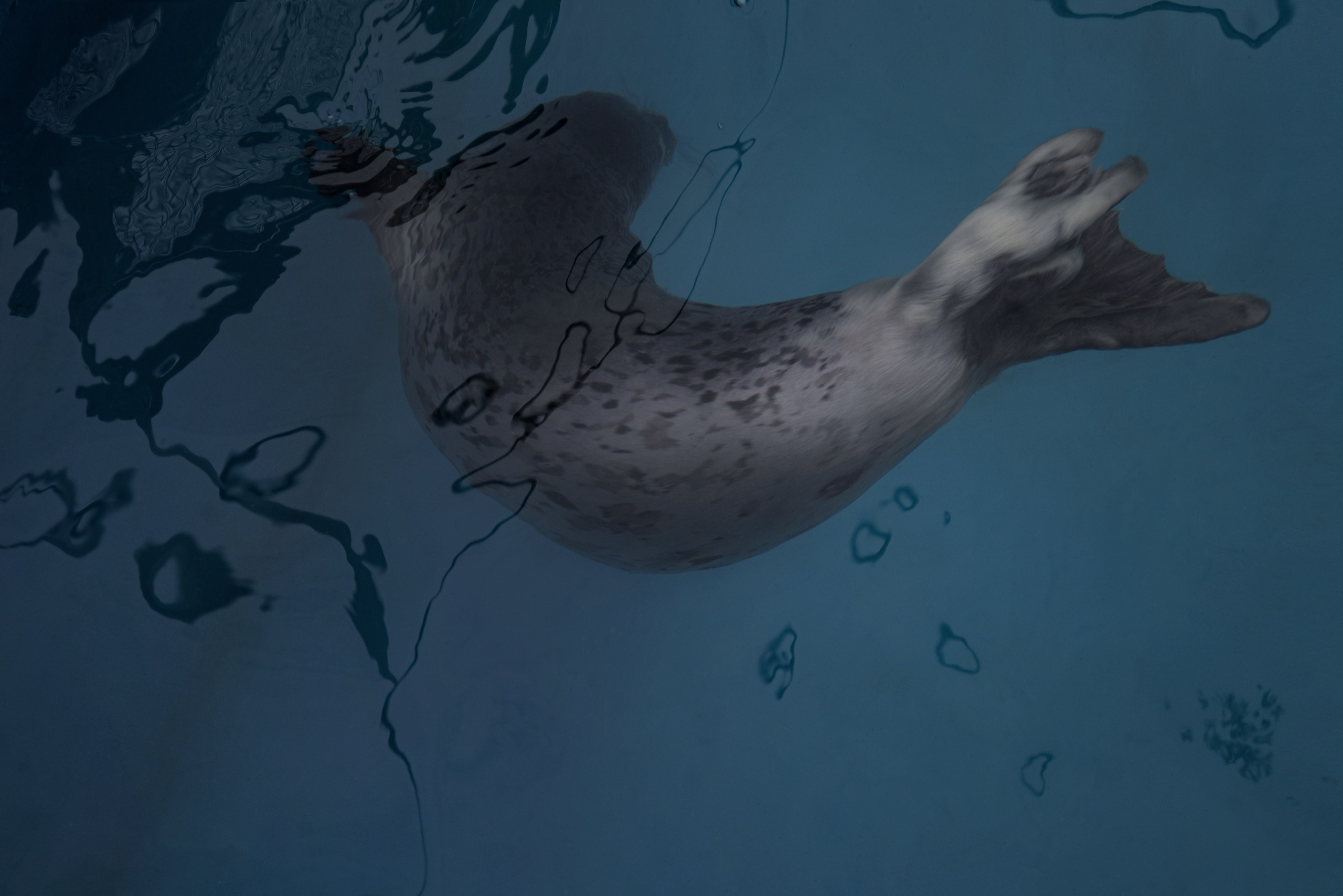 Фотожурналистика. Дарья Пянзина | фотограф |междисциплинарная художница