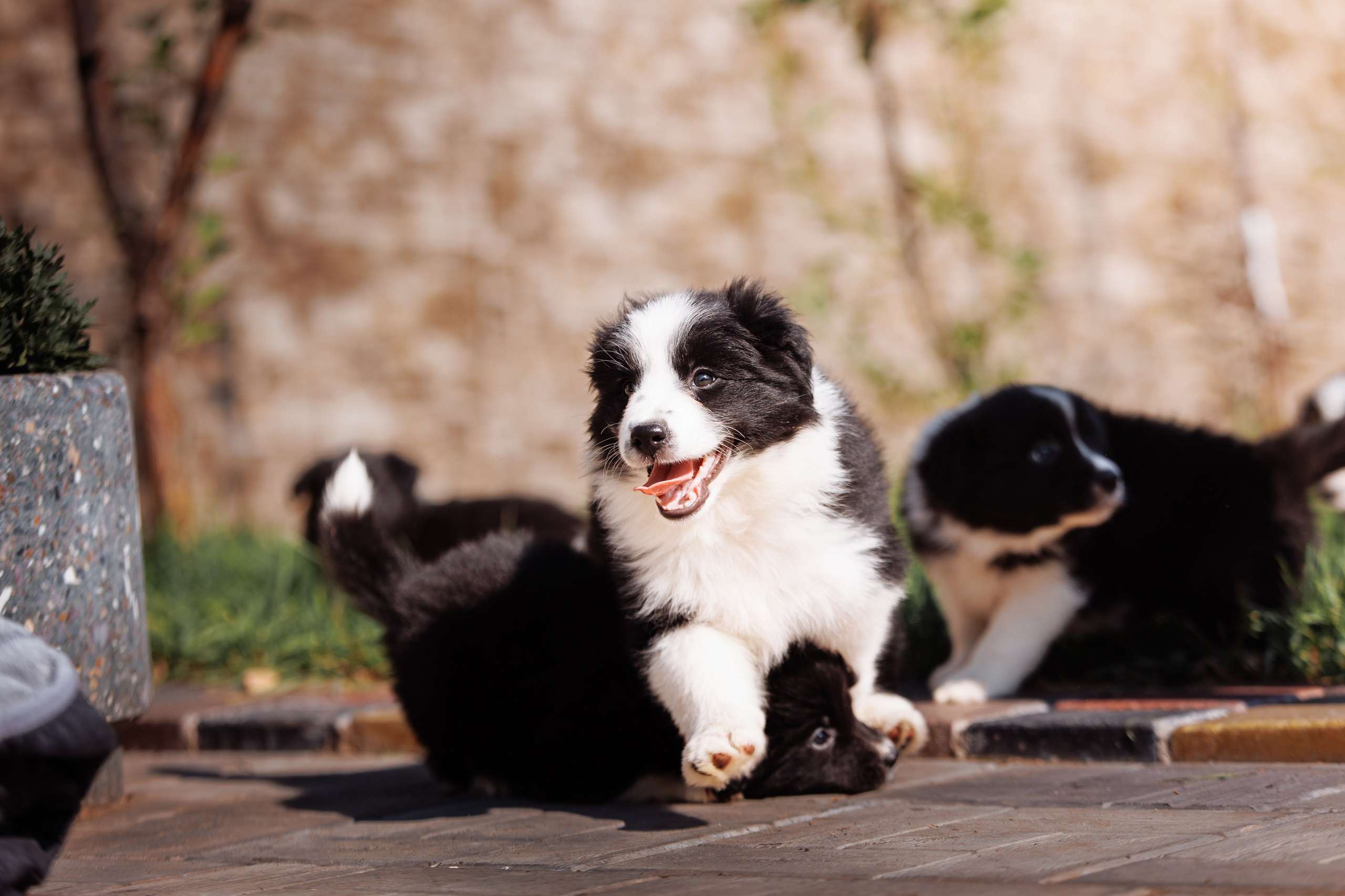 МММ — маленькое мягкое милое. О нас