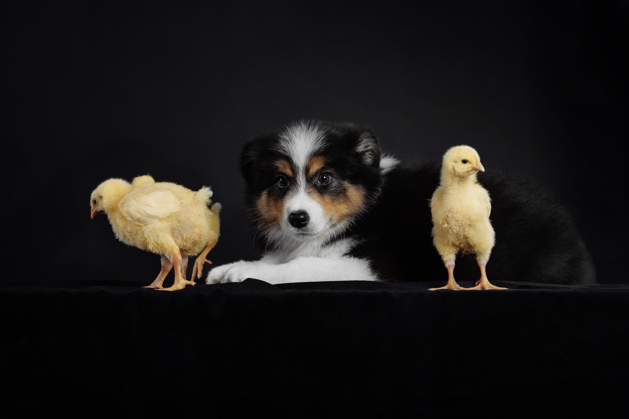 С цыпами. О нас