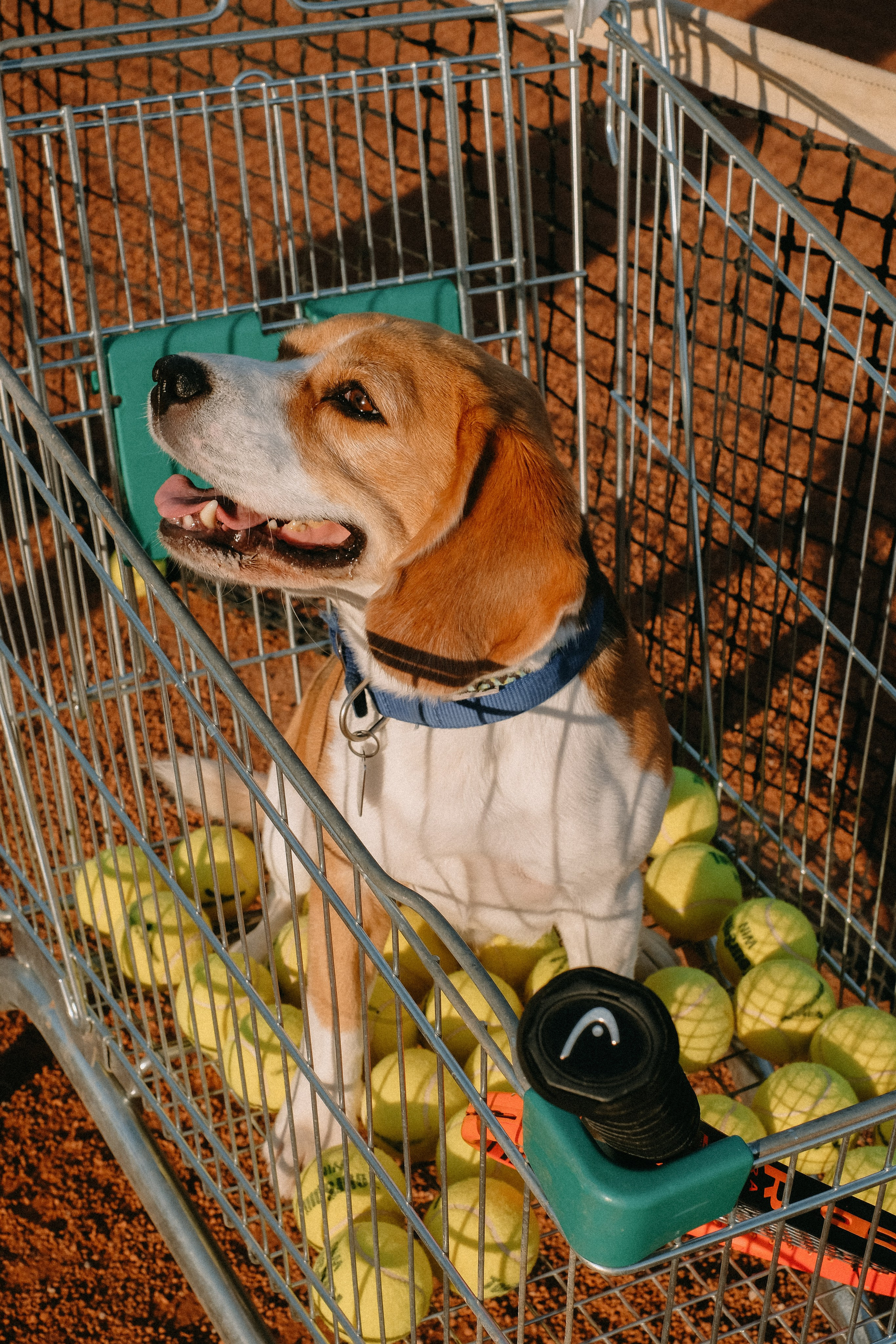 Теннис. ФОТОГРАФ АННА КАЗАРЯН