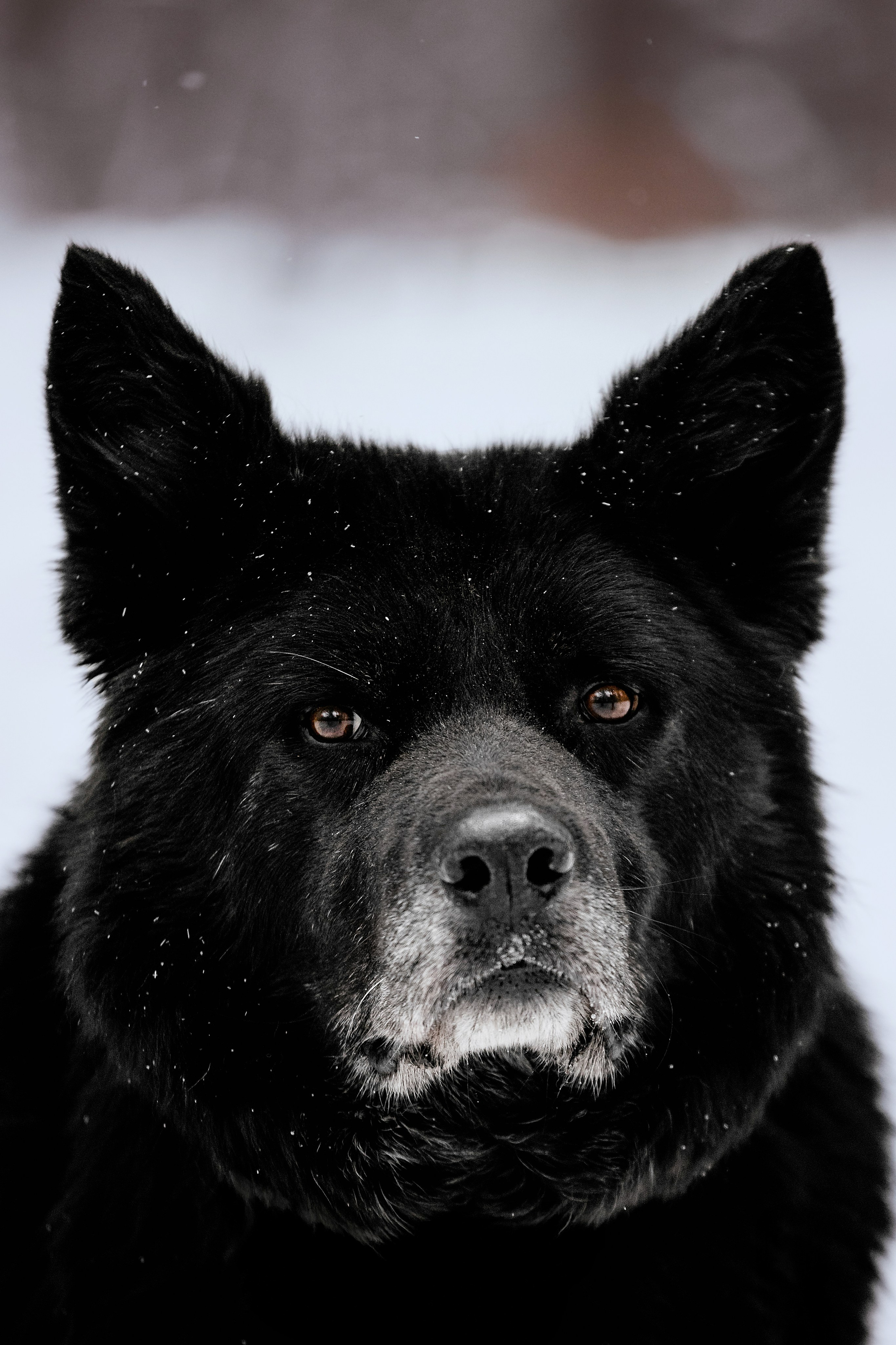 Собаки из приюта Дубовая роща зима. Фотограф-анималист Татьяна Степанова