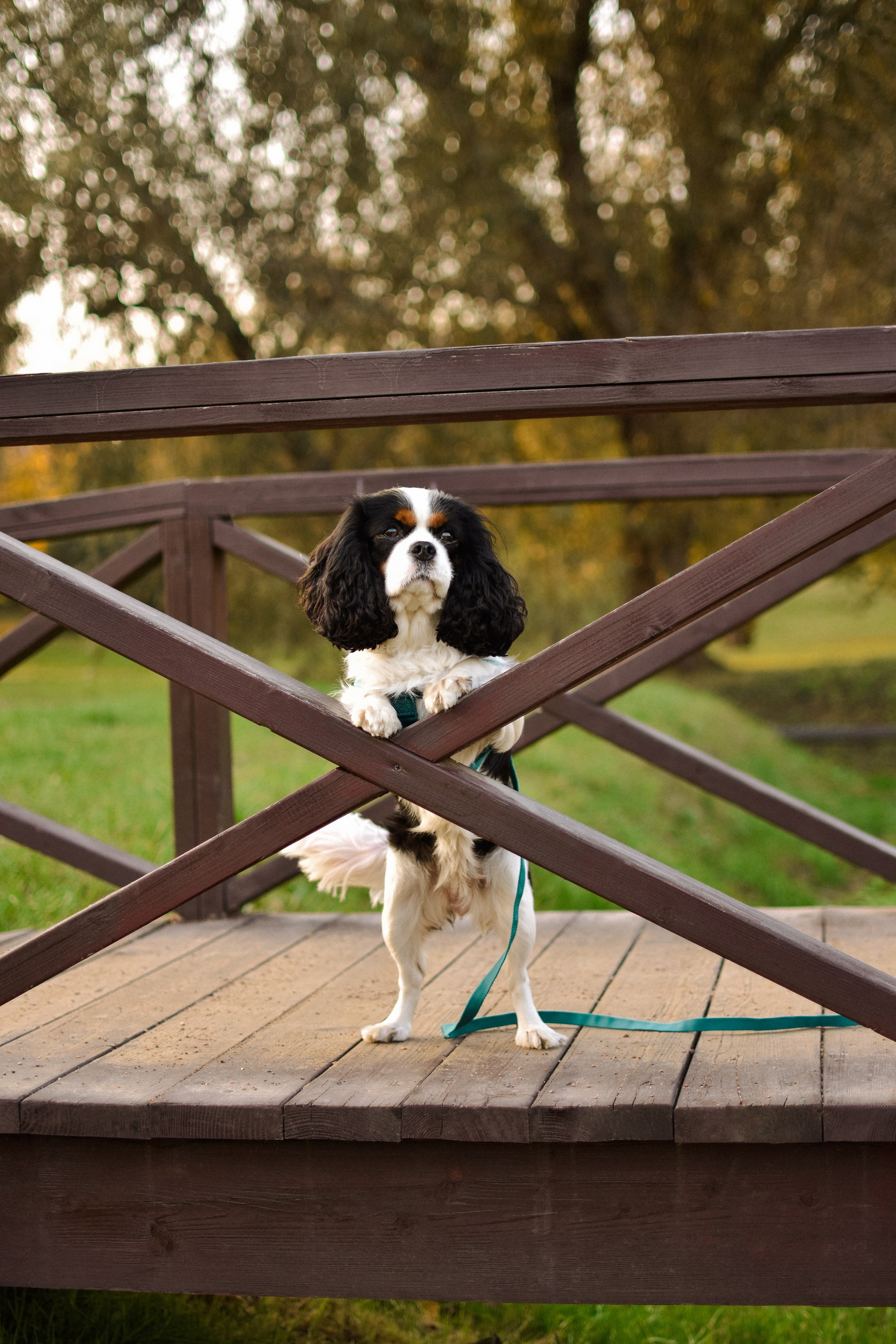 Молли, Кристина и Полина. Фотограф-анималист Ксения Шевцова|Москва