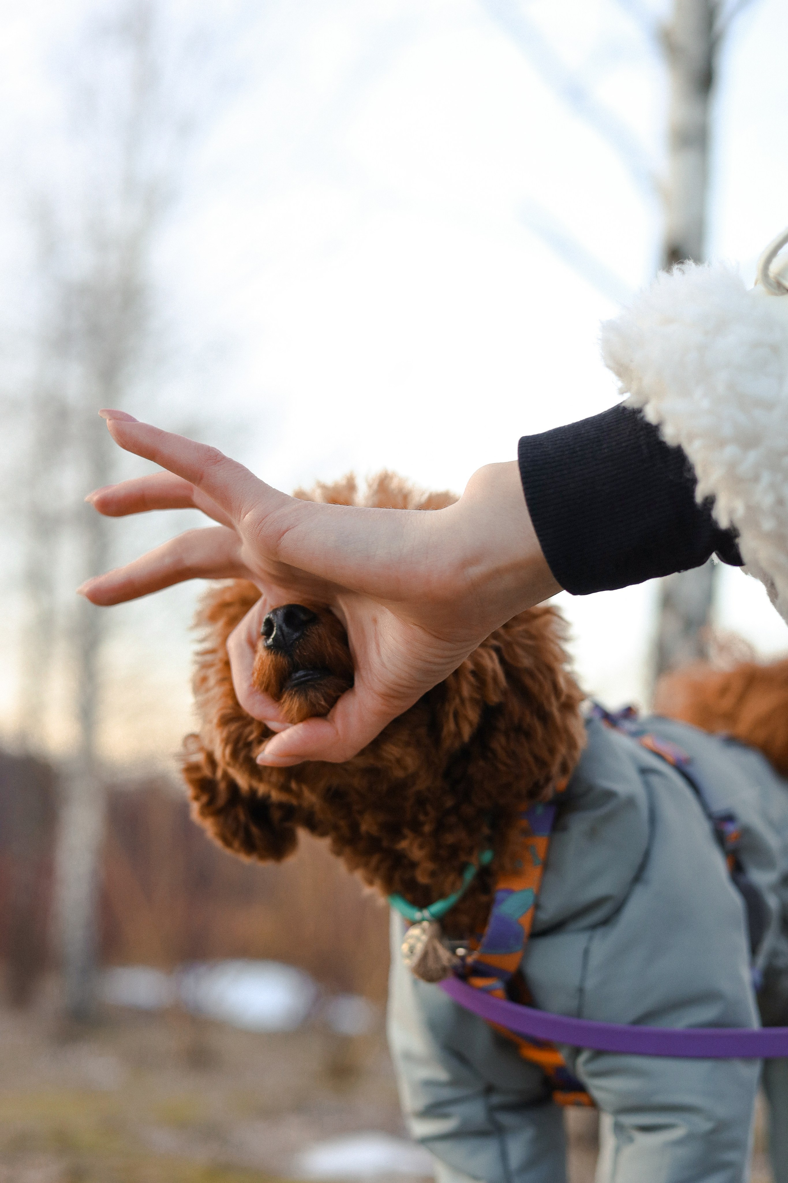 Филипп и Настя. Фотограф-анималист Ксения Шевцова|Москва