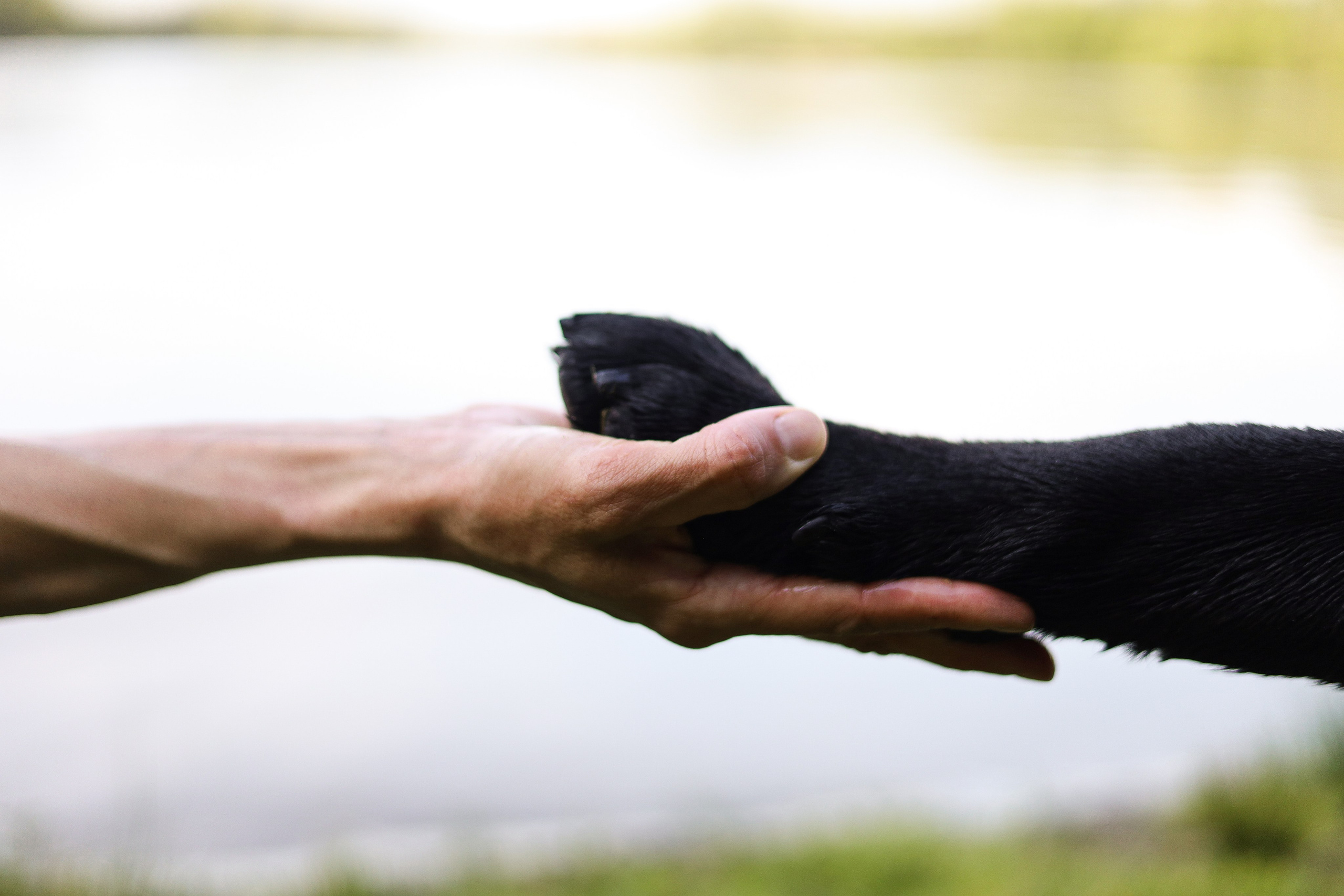 Найт и Соня. Фотограф-анималист Ксения Шевцова|Москва
