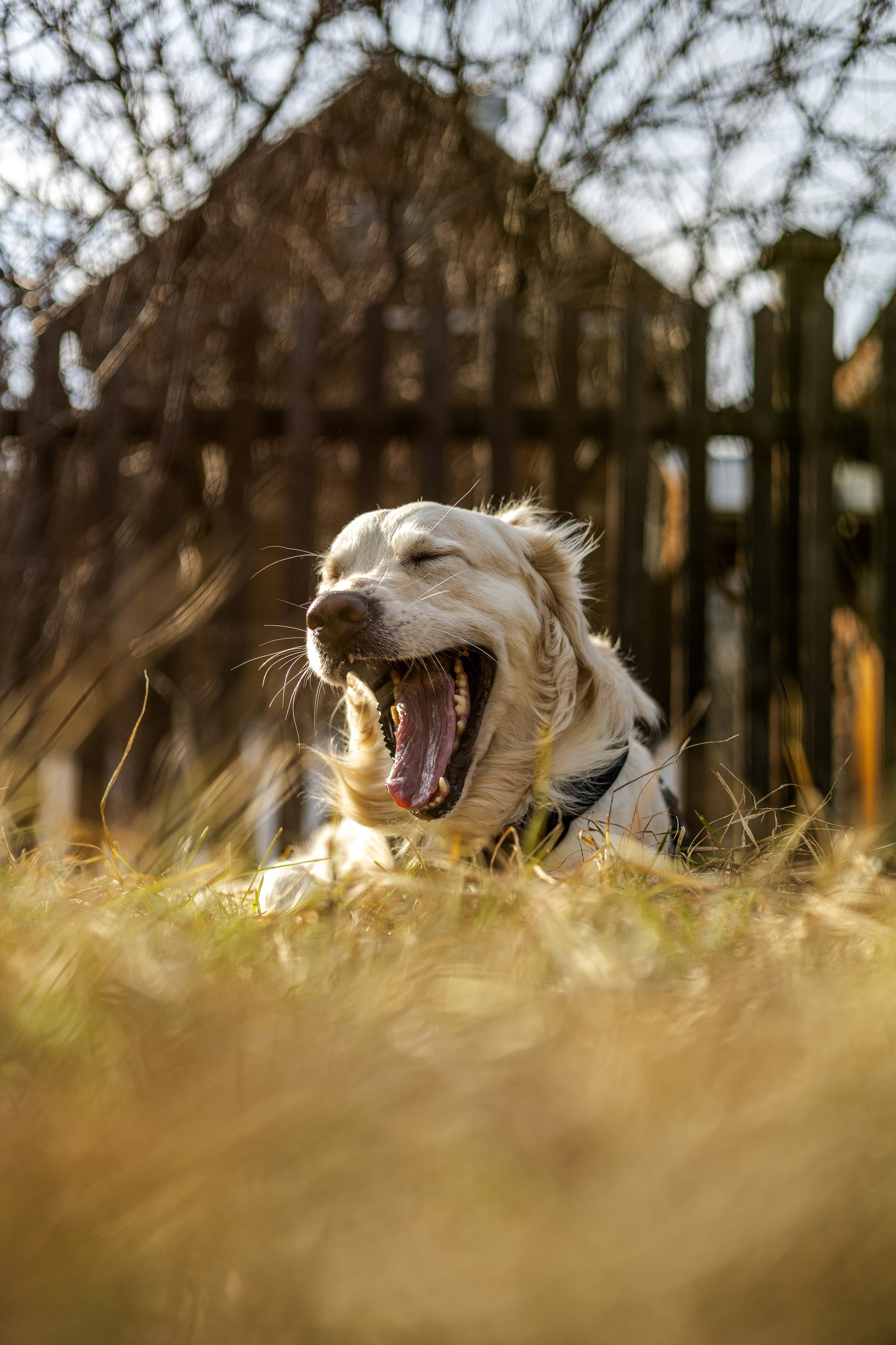 Зиз и Юля. Часть 1. Фотограф-анималист Ксения Шевцова|Москва