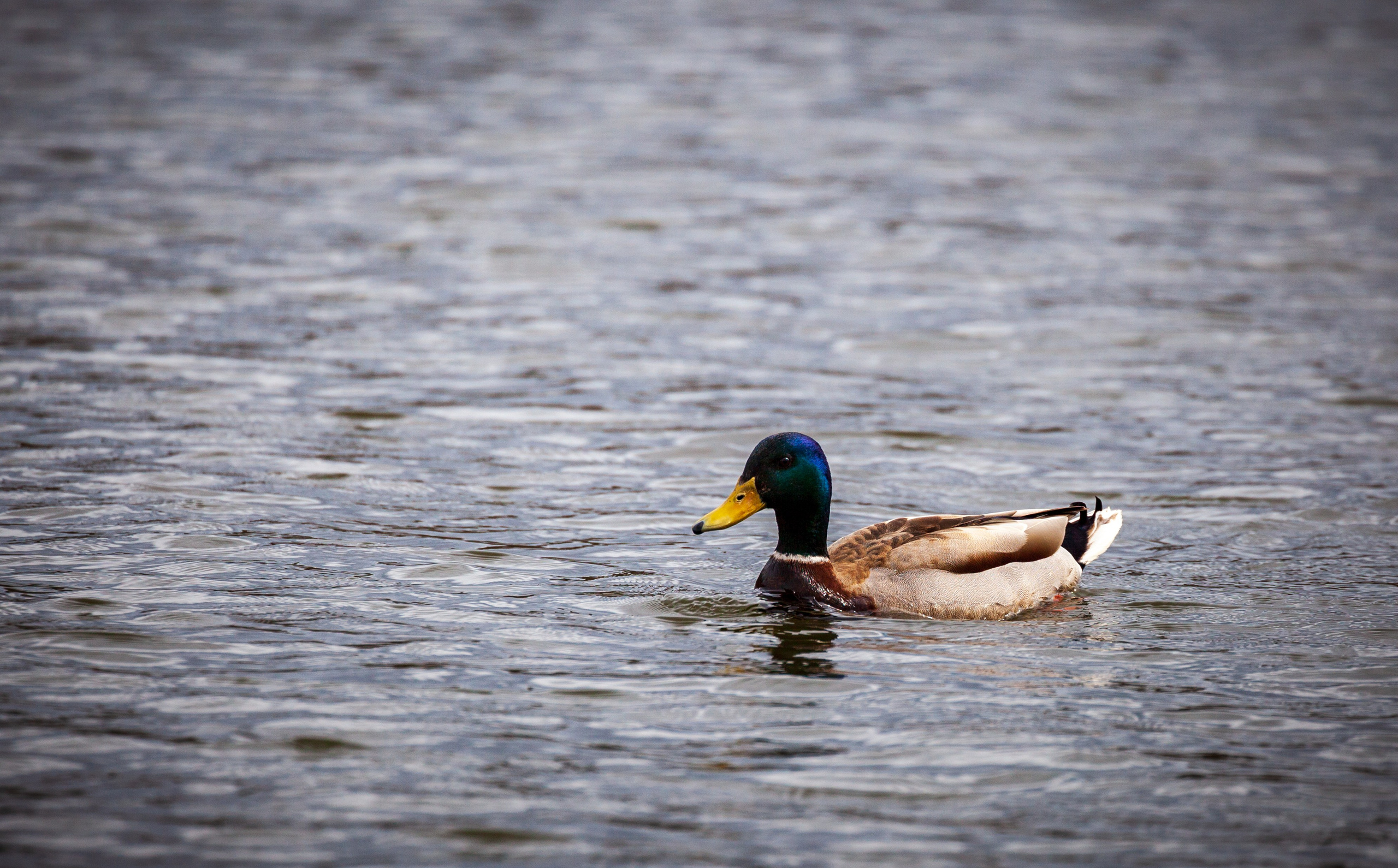 История любви в дикой природе. Фотохудожник Артём Парамонов