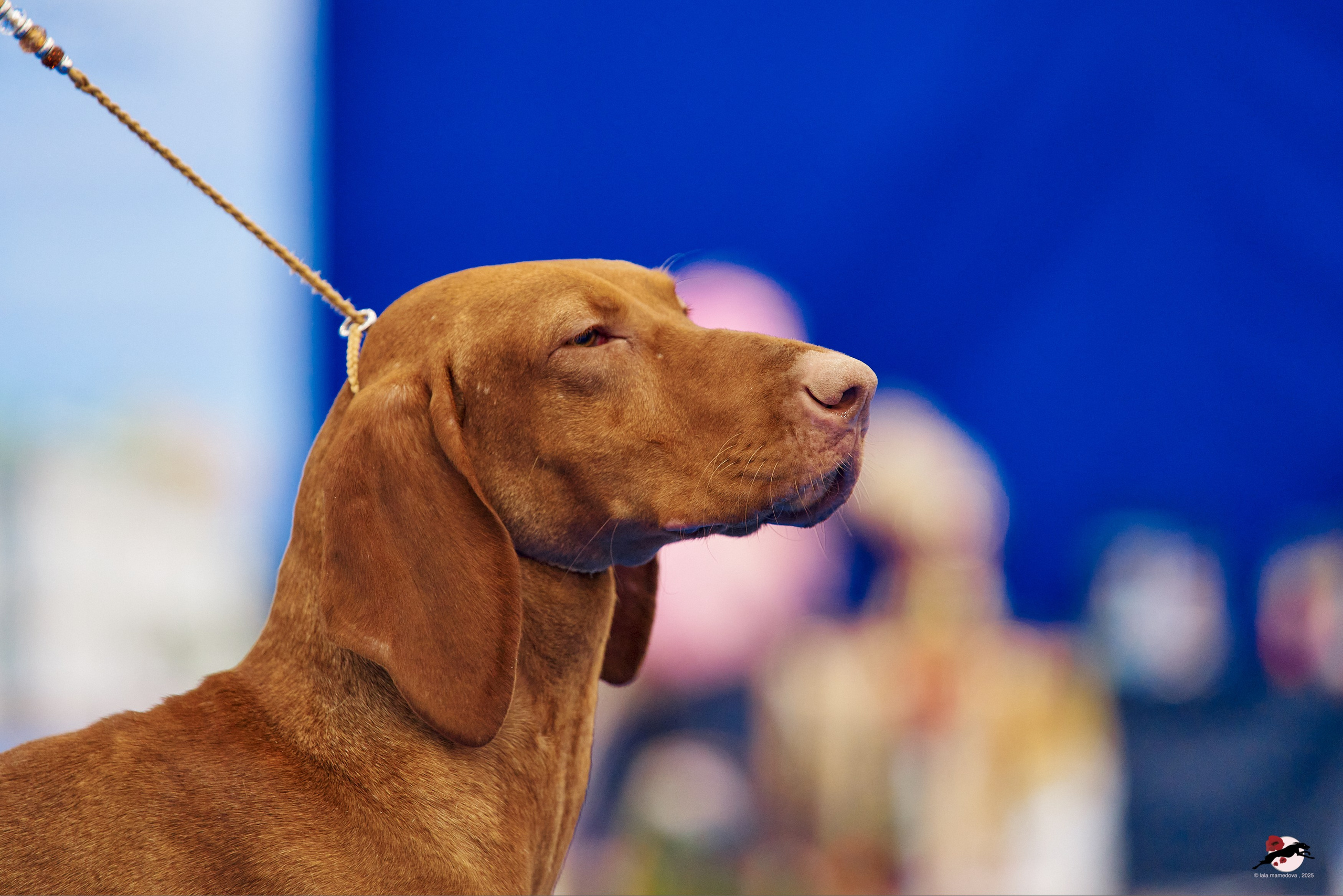 27.04.2025 | "Петербург-Элита 2025" & «КУБОК «ЭЛИТЫ»-2025»