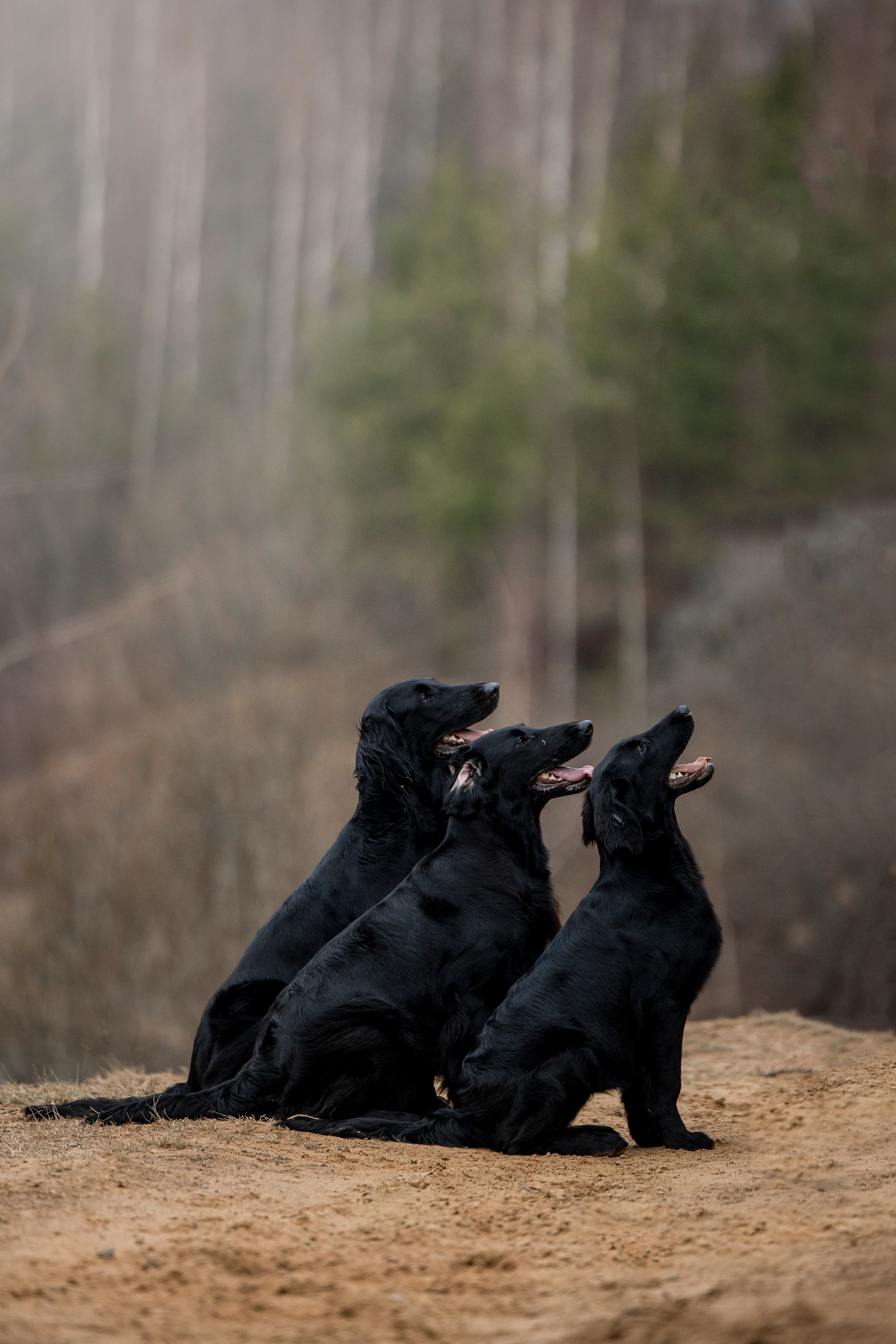Ора, Ева, Рози и их семья. Фотограф — Анималист | Санкт-Петербург
