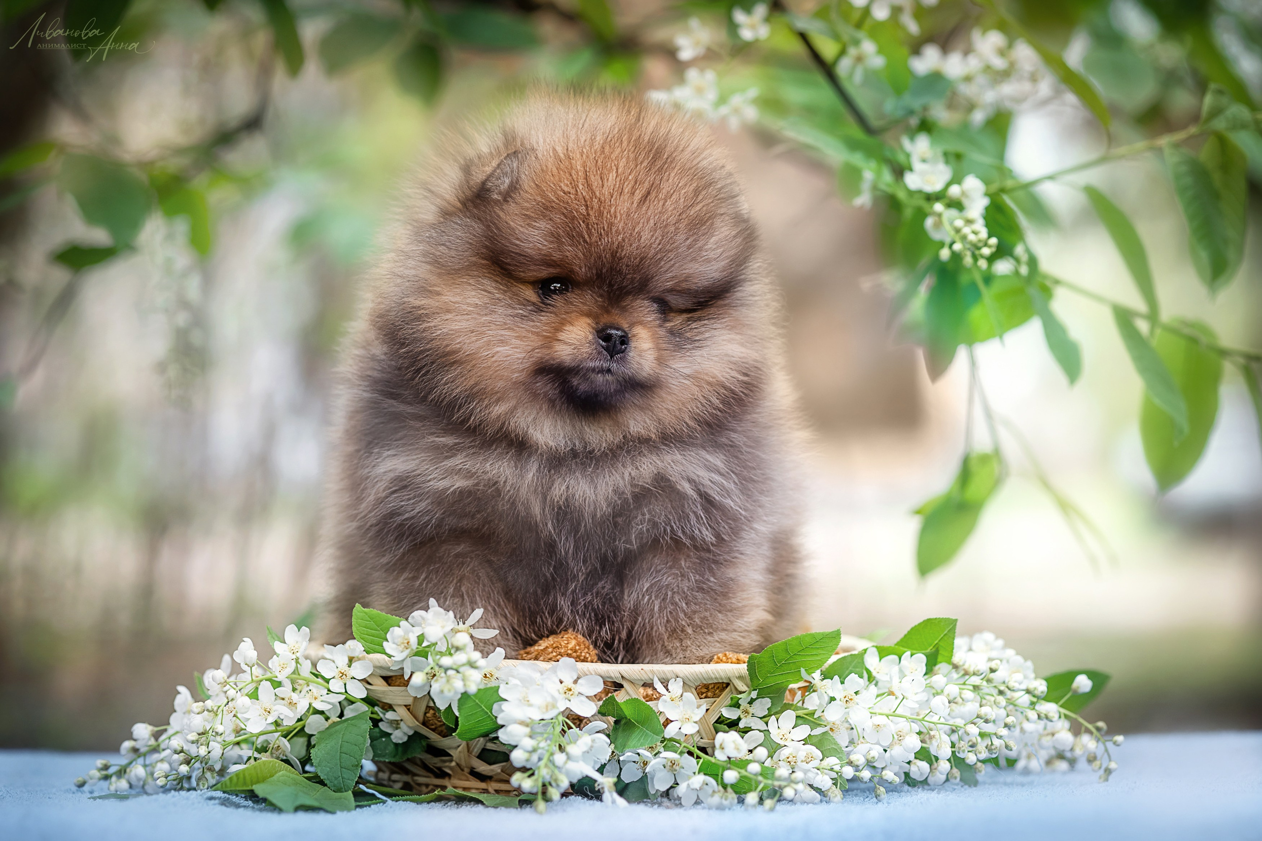 Шпицы. Фотограф анималист Аня Ливанова | Рыбинск