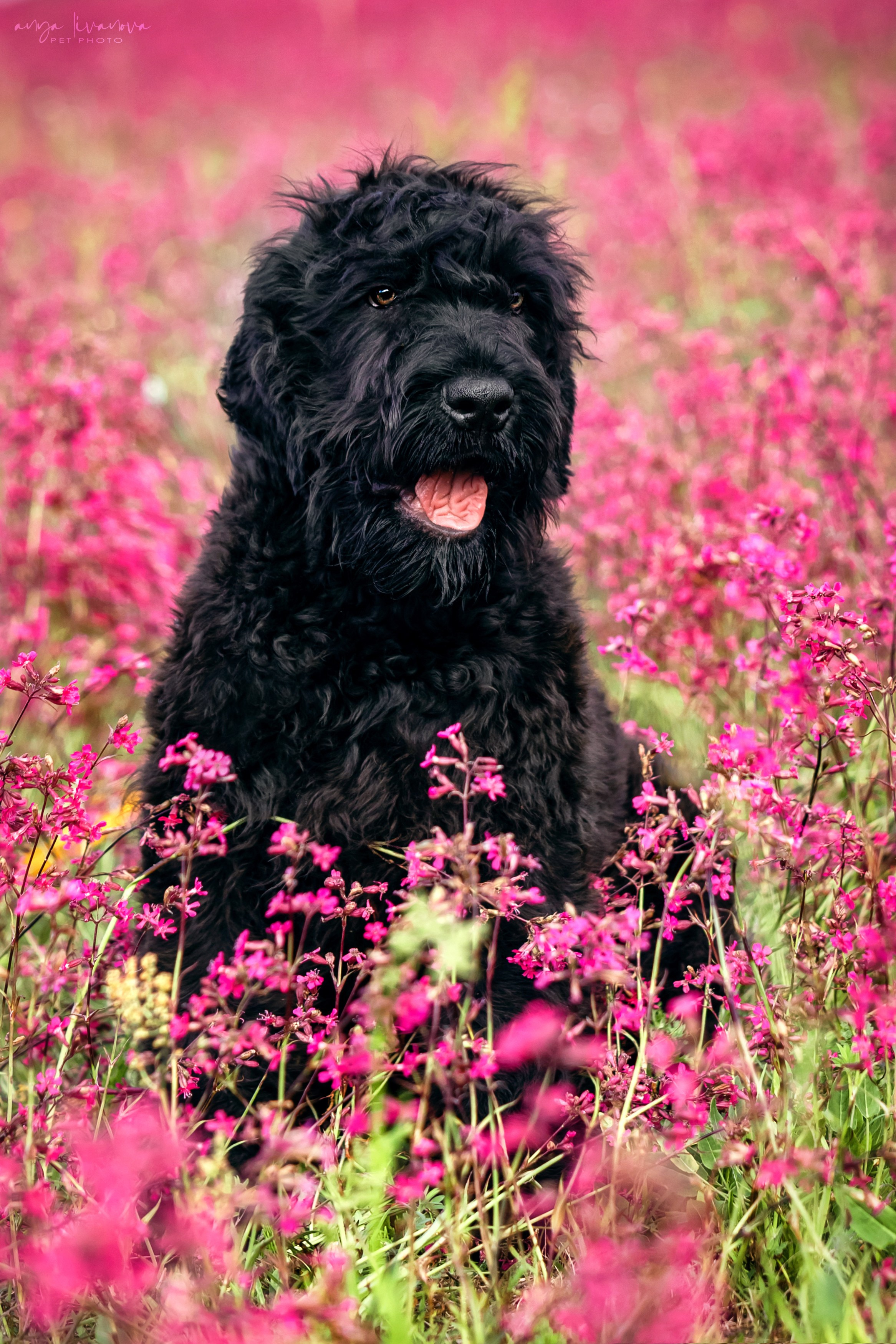 Смолка клейкая. Фотограф анималист Аня Ливанова | Рыбинск