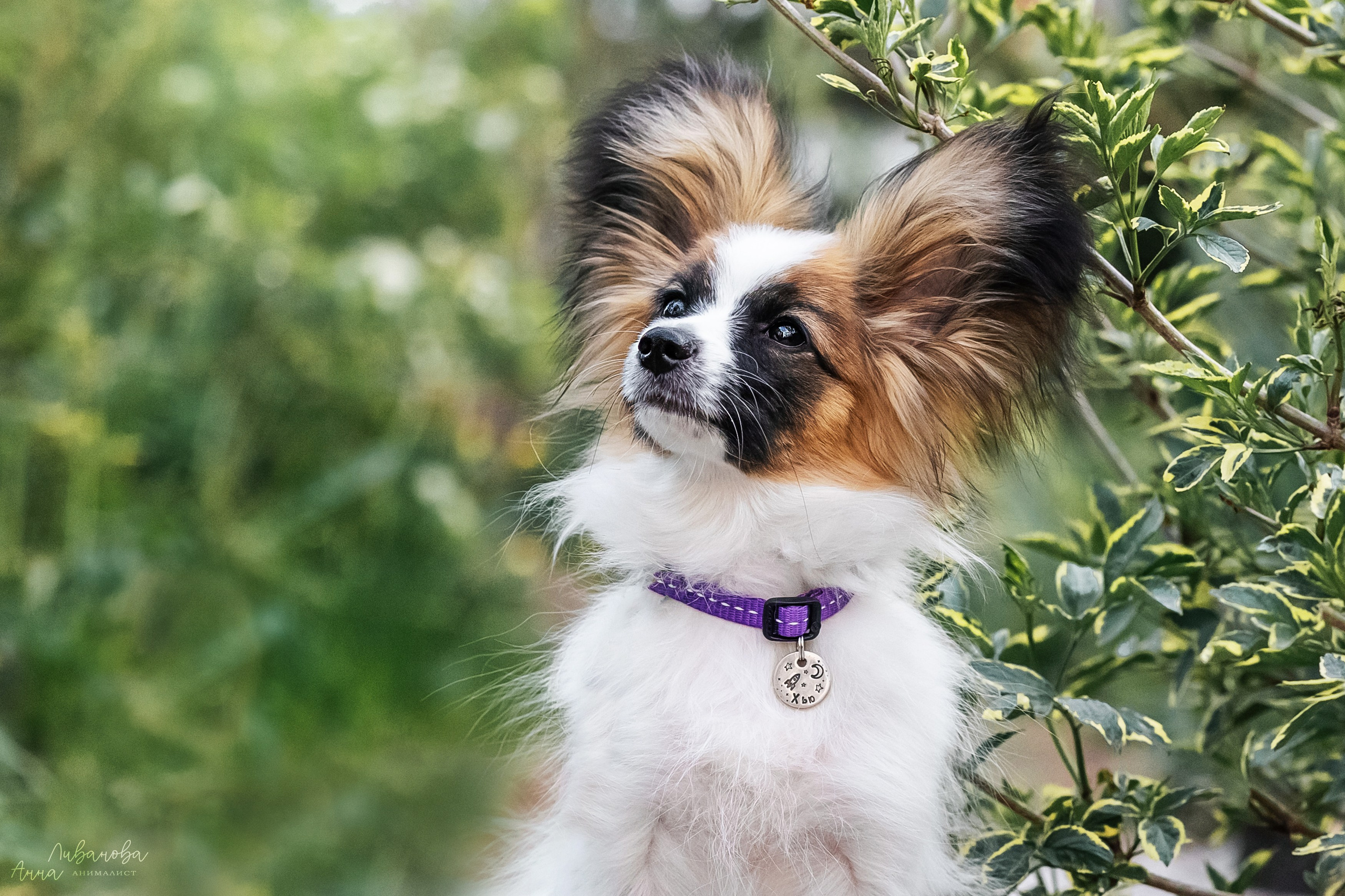 Хьюстон. Фотограф анималист Аня Ливанова | Рыбинск