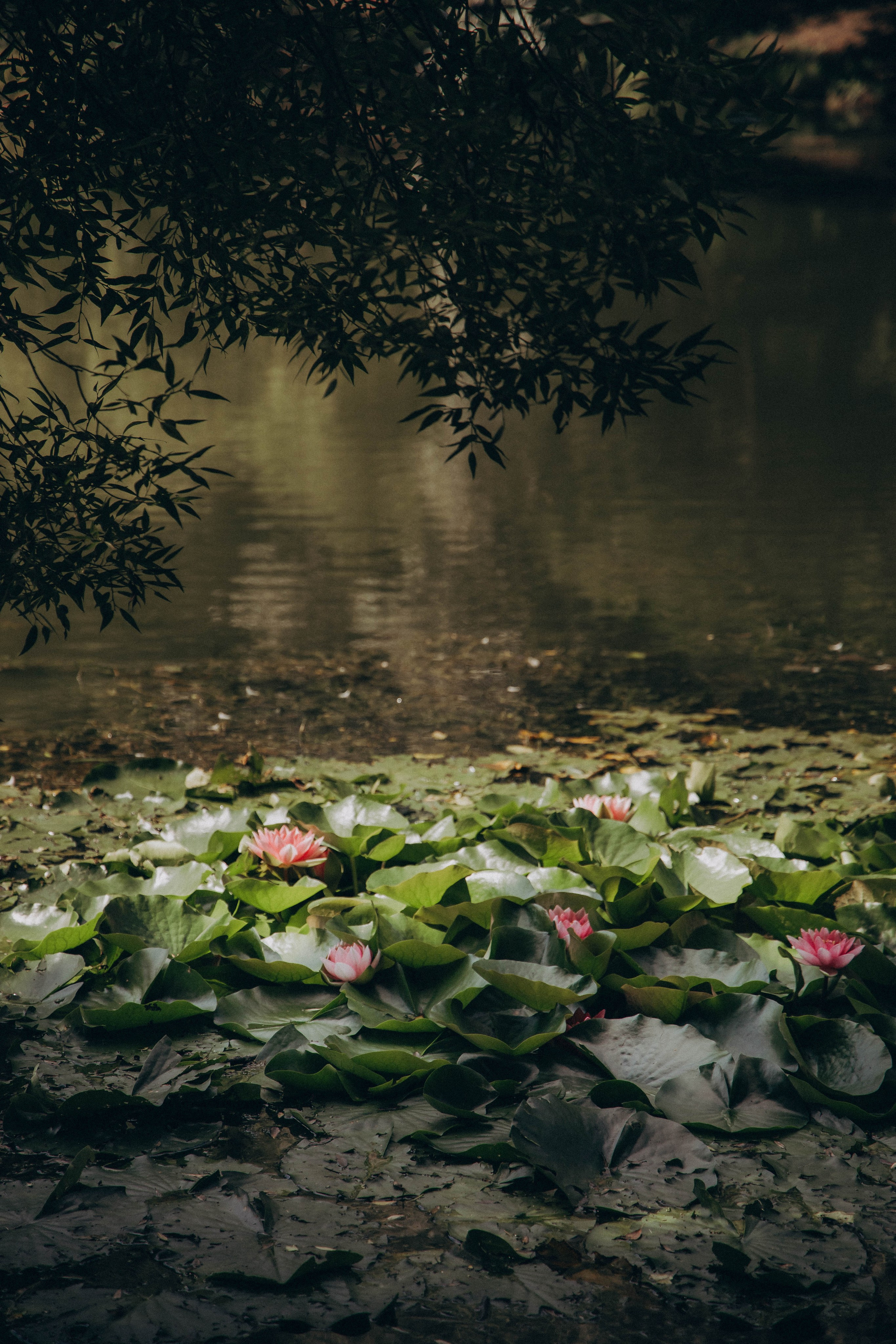 Юлия — лесная нимфа. Фотограф lifestylе в Москве Пшеничная Анастасия