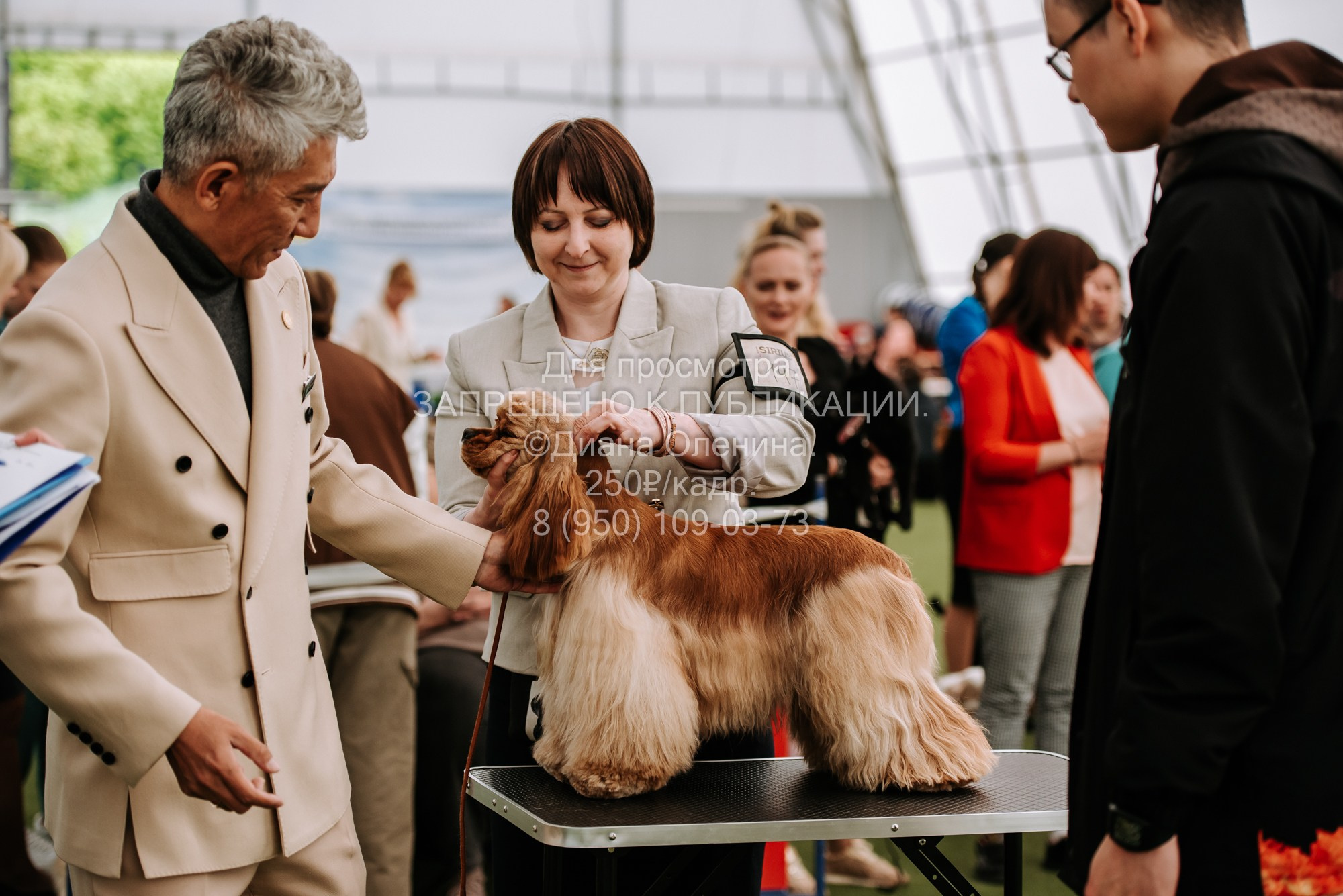 Выставка собак Красноярск 2.06. Фотограф Диана Оленина Красноярск / Братск