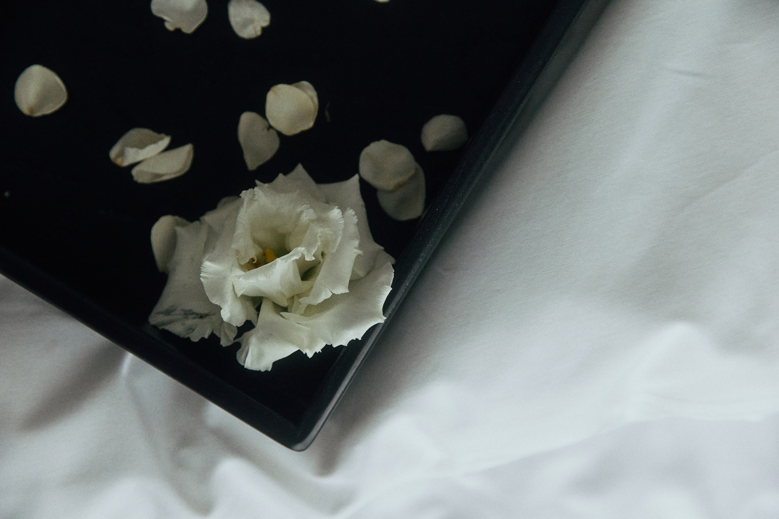 A NEW FAMILY TREE. Дмитрий Мазуркевич: Профессиональный Репортажный Фотограф