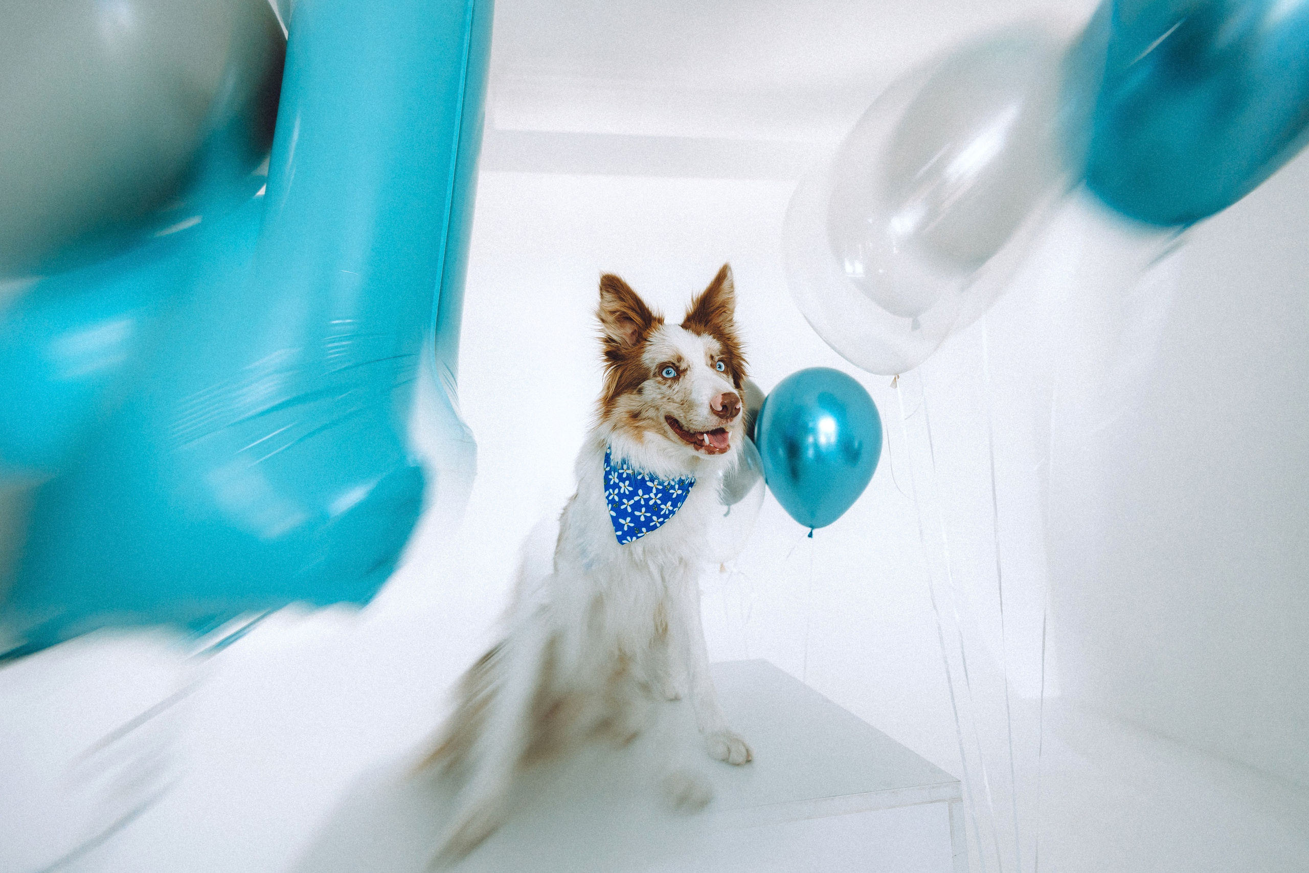 День рождения Айко