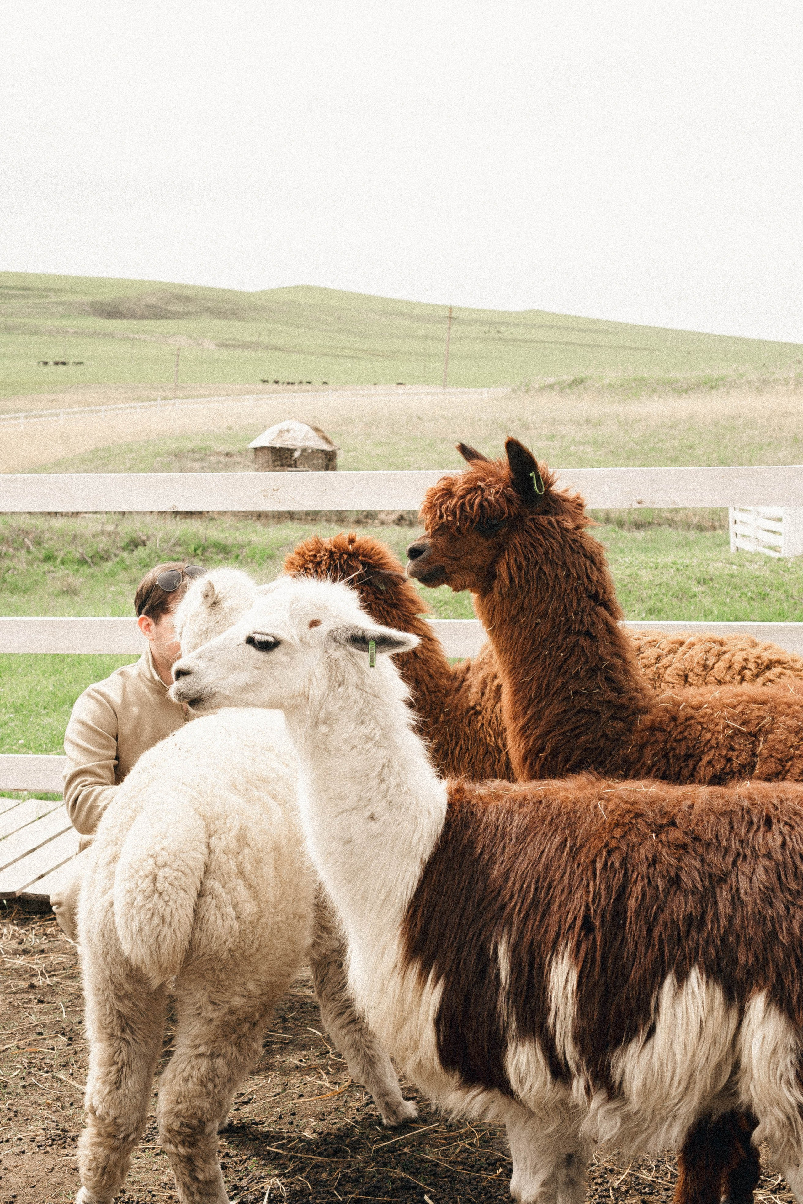 Ферма Альпак. Профессиональный фотограф, Санкт-Петербург — Виктория Богомолова