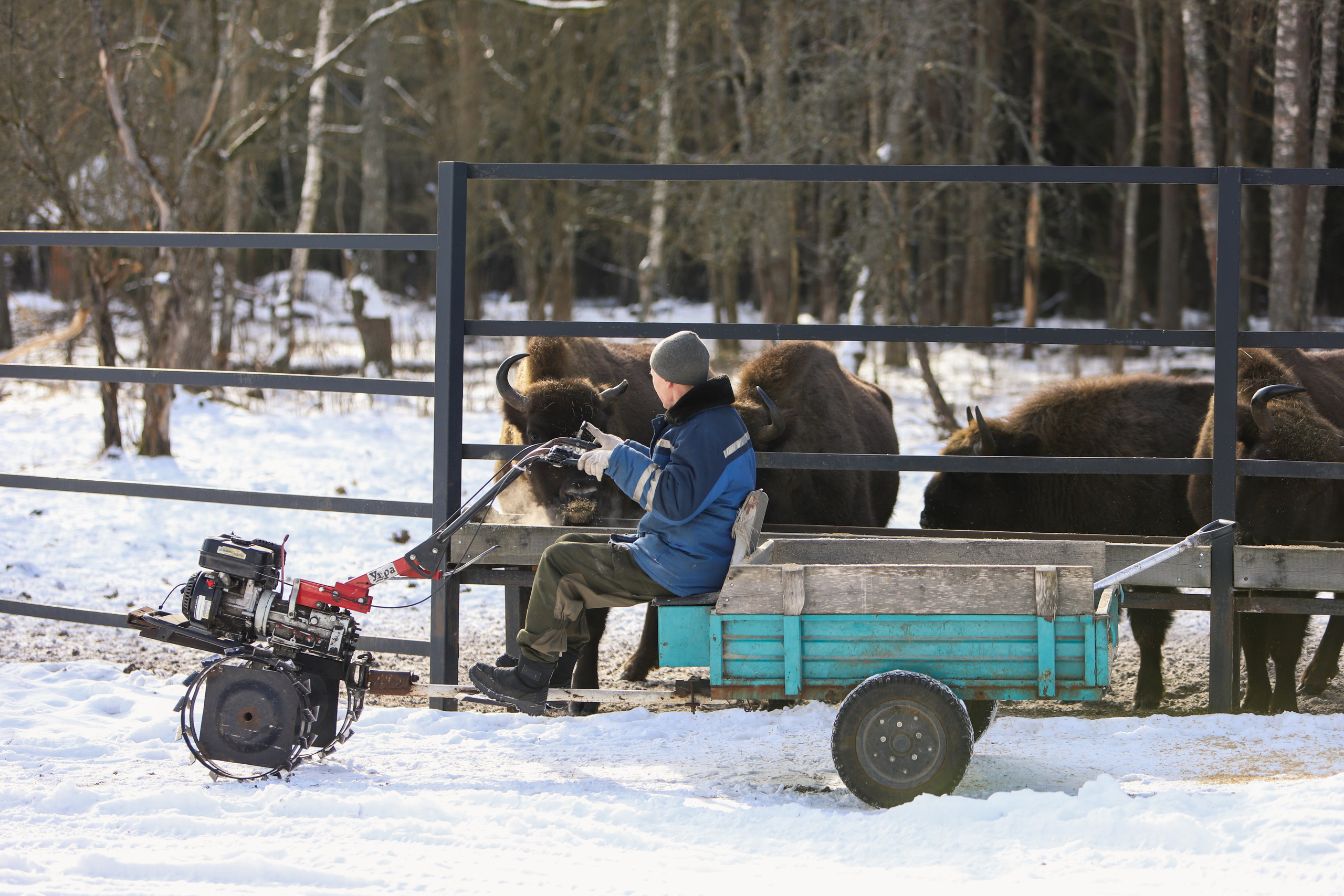 Брянский лес. «Книжка с картинками» Фотограф Наталья Цыбина