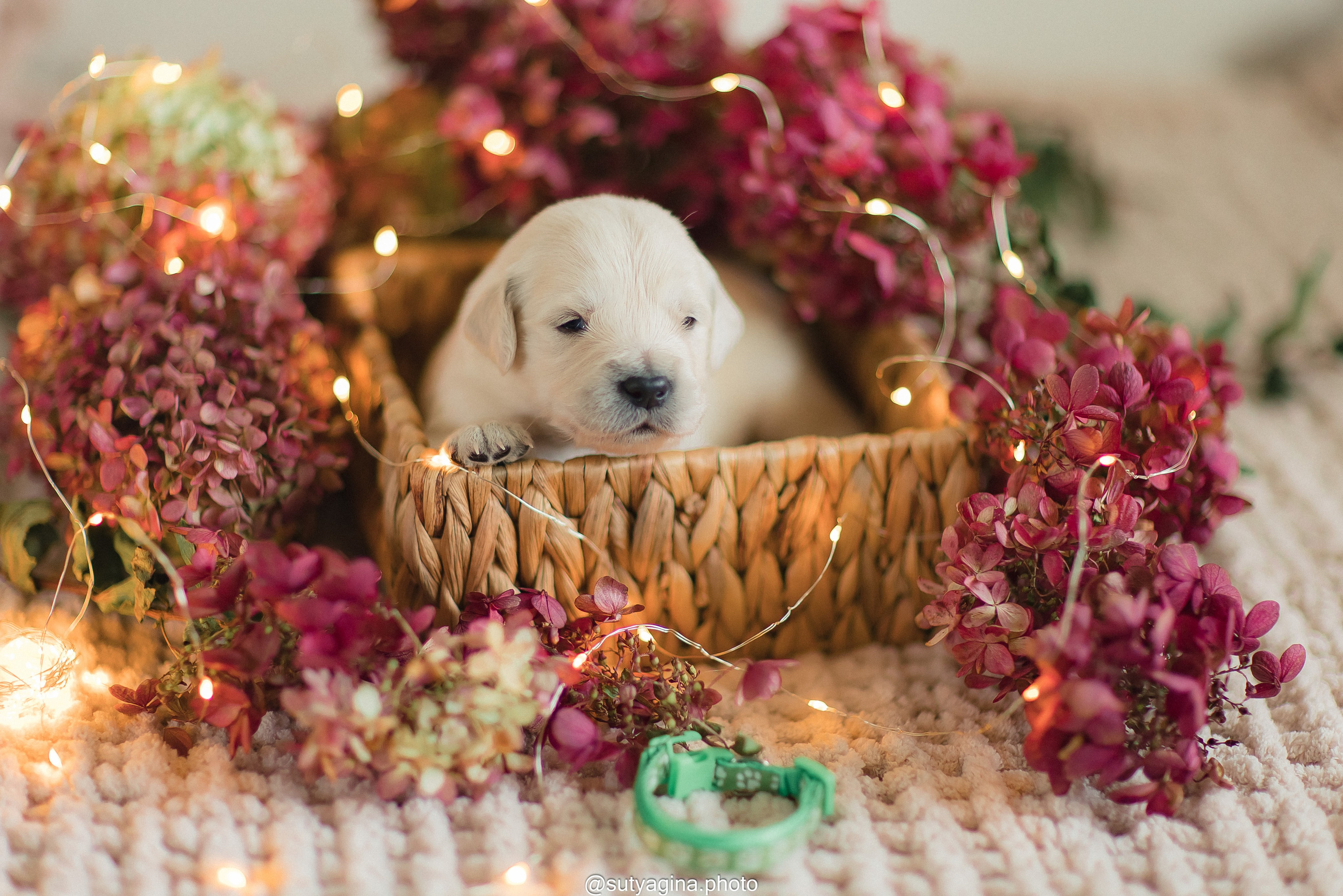 Зеленая лента. Свадебный и женский фотограф