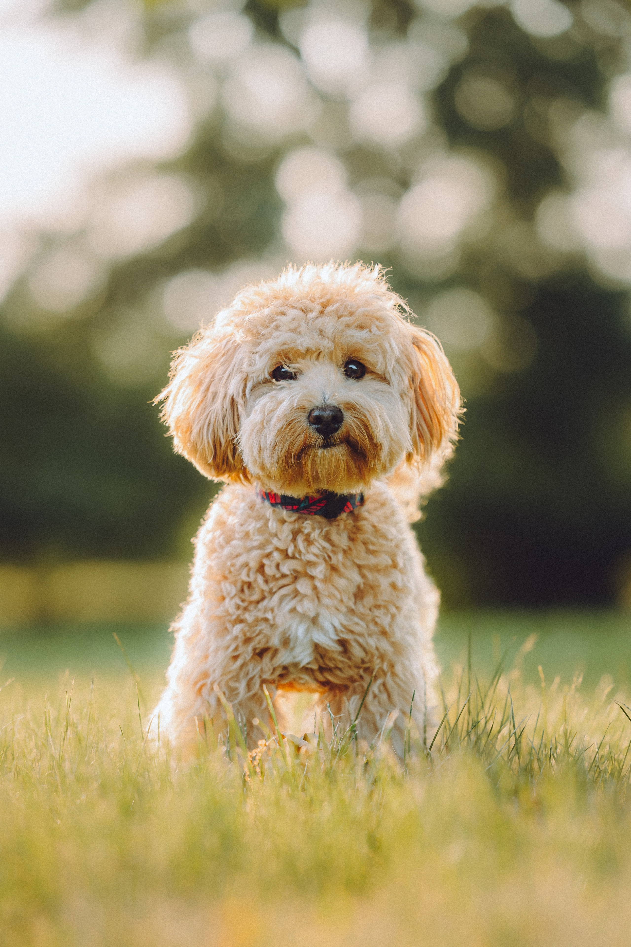 Фред и его семья