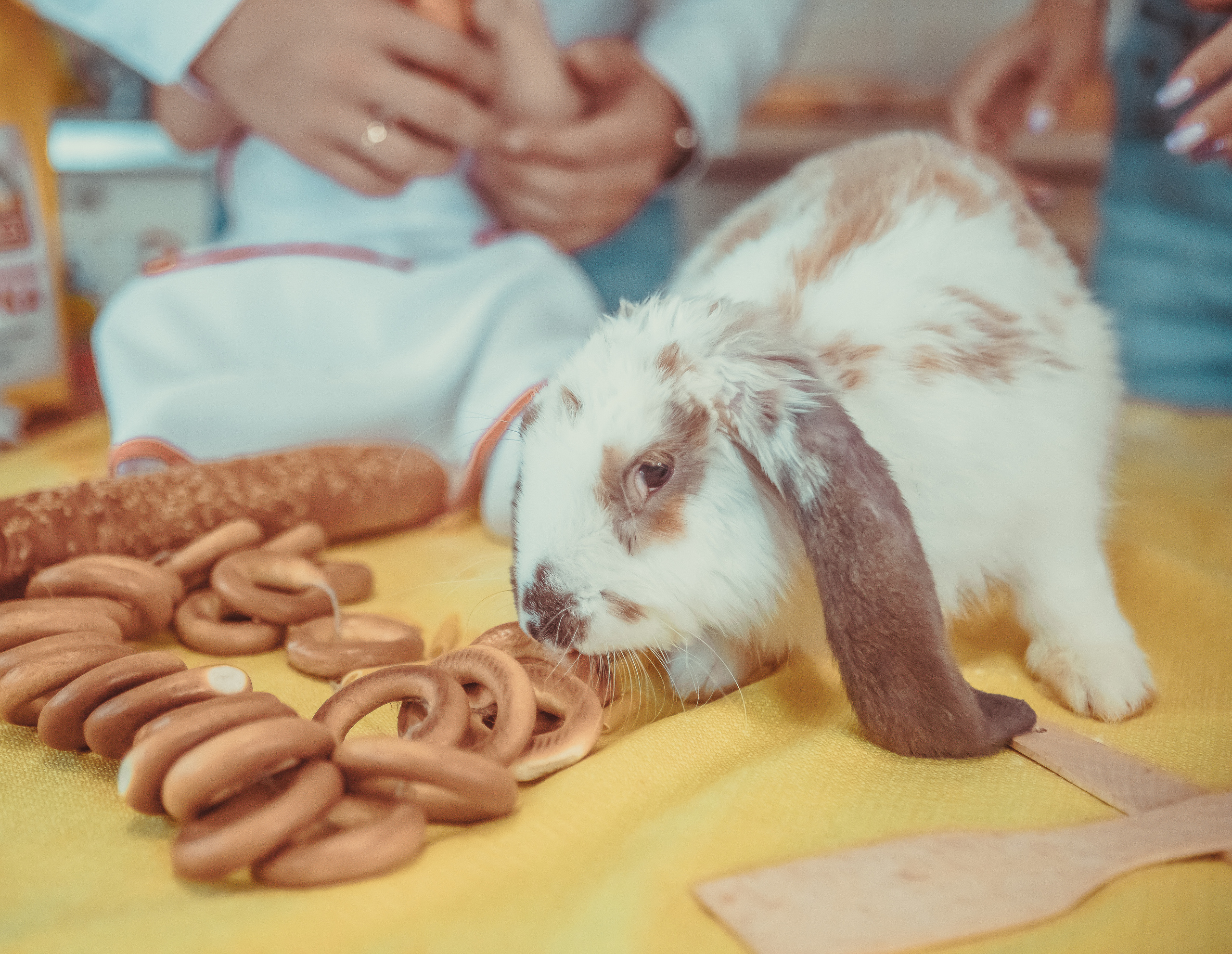 Поворята. Инга Кузьминская ТОП-фотограф г. Корсаков