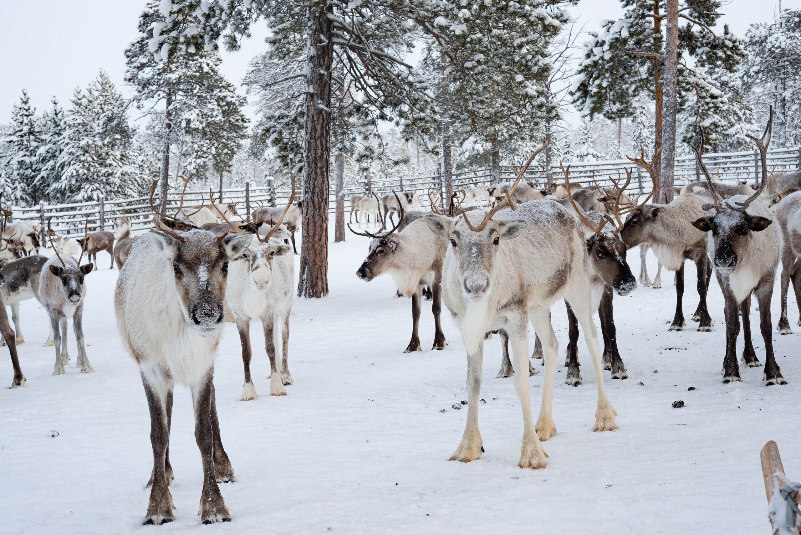 Северные Олени