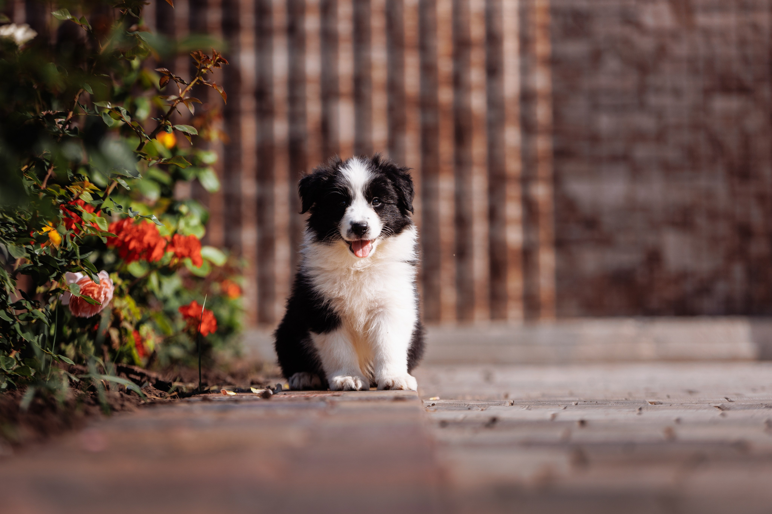 МММ — маленькое мягкое милое. О нас